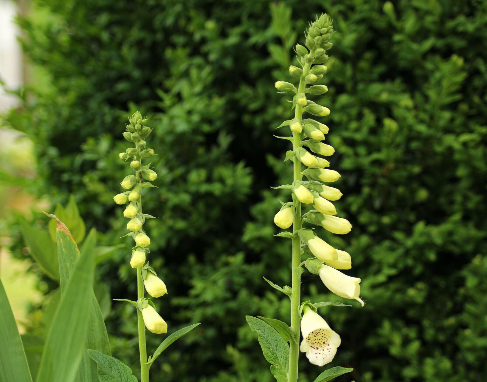 Nuovo Vetro Esterno Schermo LCD  Acrilico  Per Can Per Eos 1200d Rebel T5 Kiss X70 Parte Di Riparazione Fotocamera Digitale - Foto 10