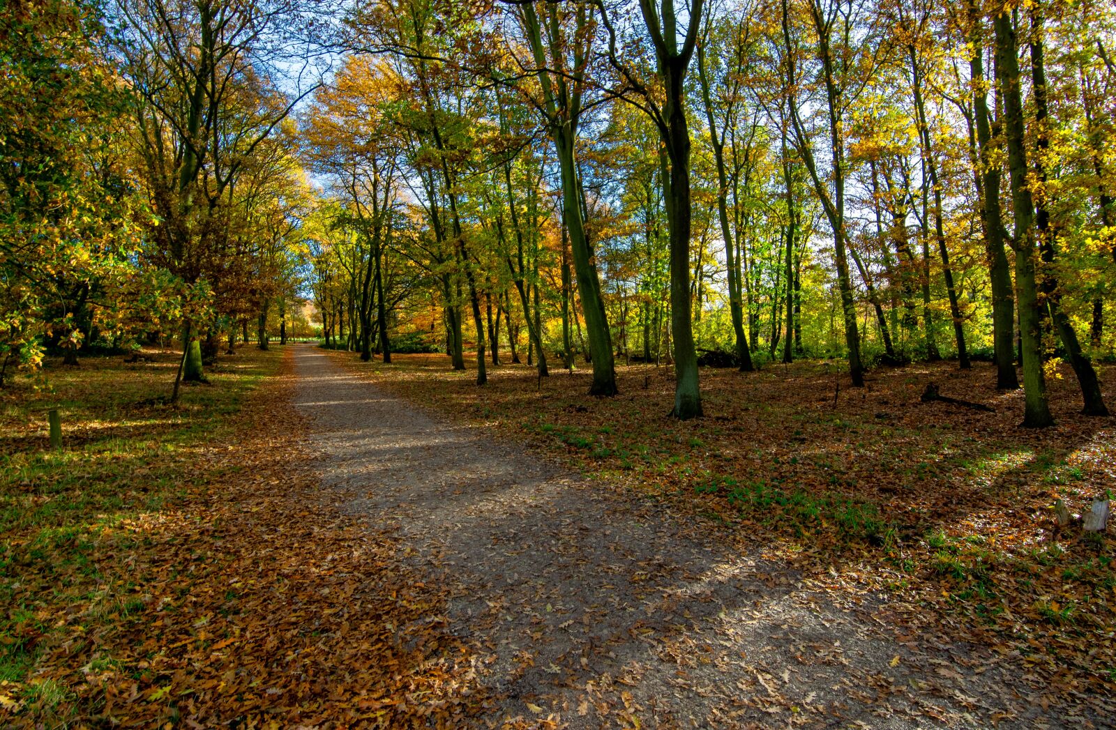 Nikon D7100 sample photo. Woods, pathway, autumn photography