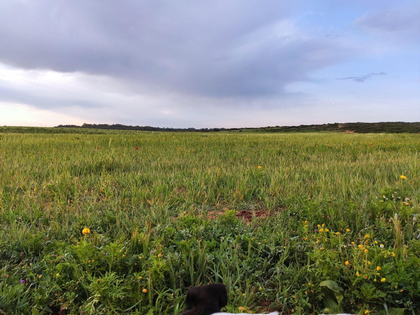Xiaomi Mi 9T sample photo. Field, spring, nature photography
