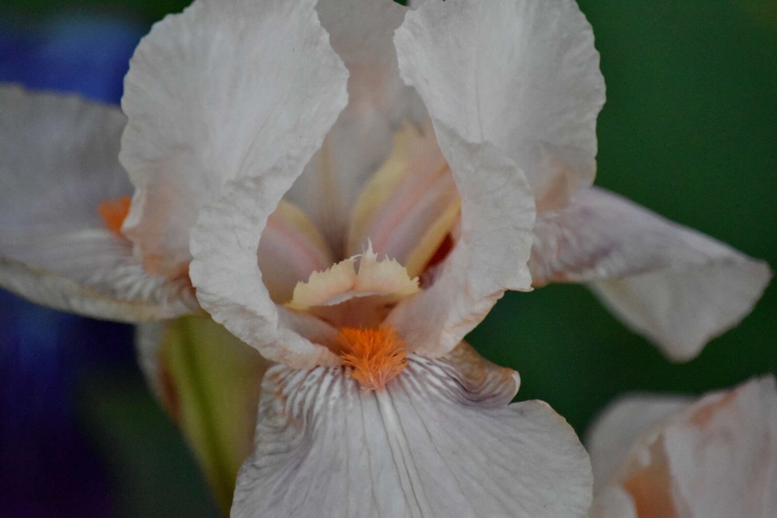 Nikon D5500 sample photo. Iris, pollen, white flower photography