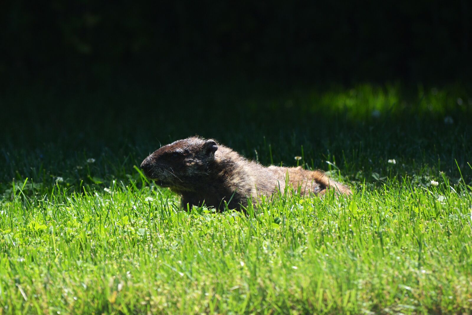 Nikon D5200 sample photo. Groundhog, nature, animal photography