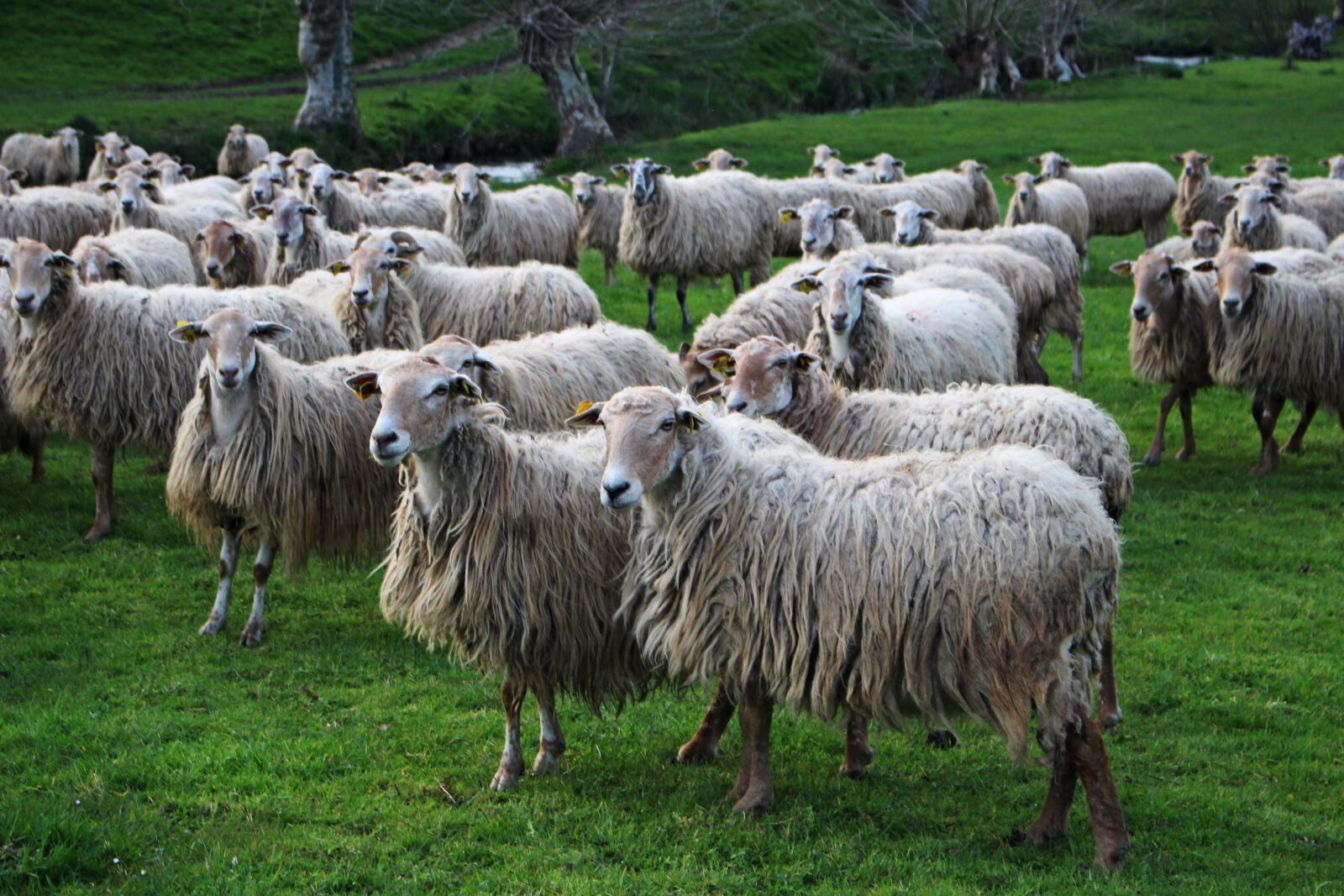 Canon EOS 100D (EOS Rebel SL1 / EOS Kiss X7) sample photo. Sheep, livestock, agro-industry photography