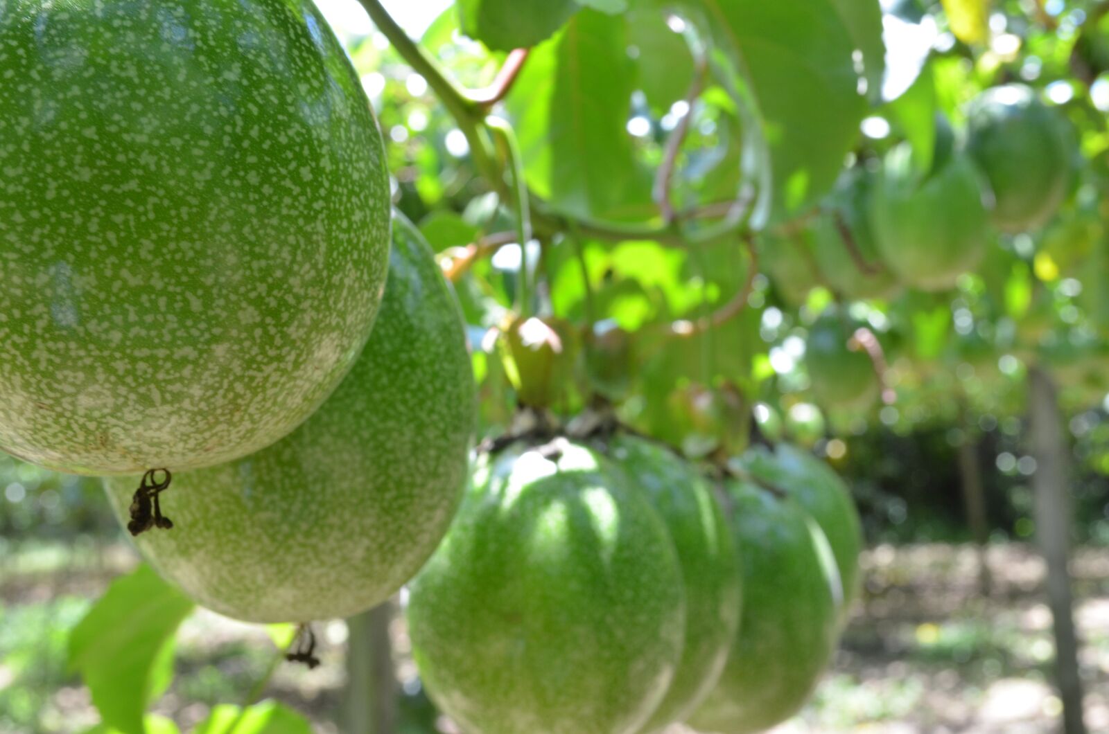 Nikon D5100 sample photo. Passion fruit, crop, agronomy photography