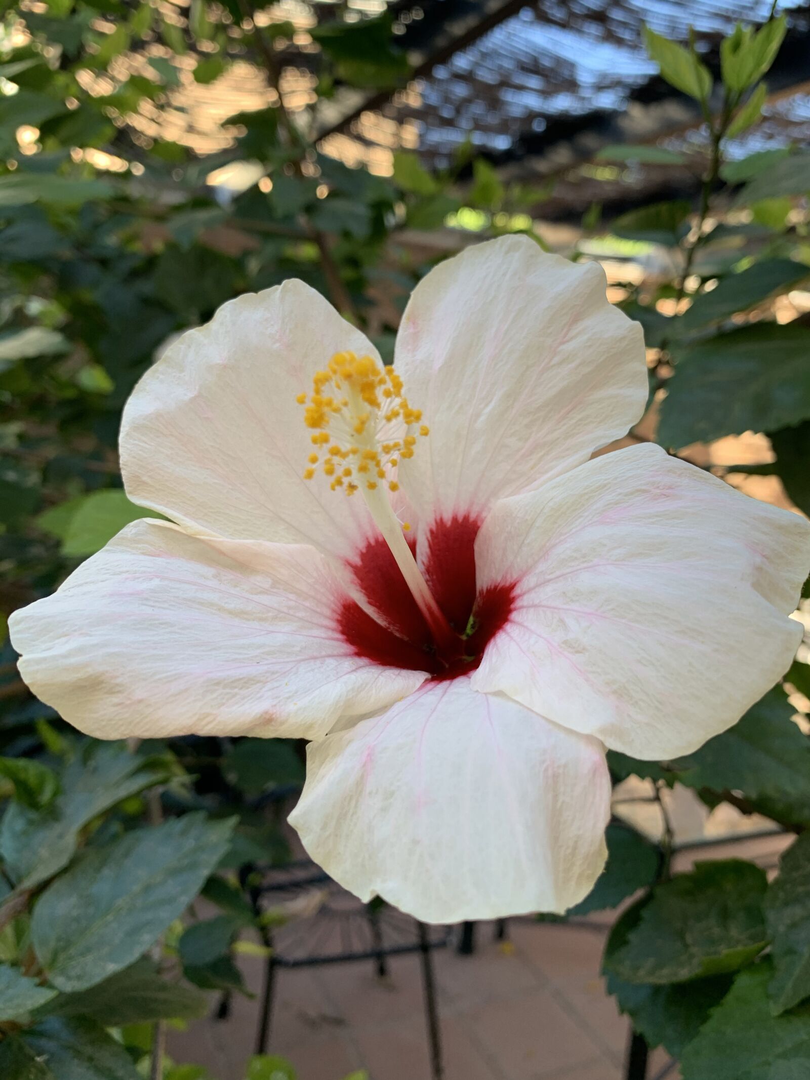 Apple iPhone XR sample photo. Flower, hibiscus, tropical photography