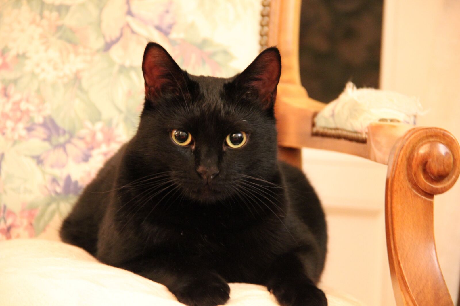 Canon EOS 550D (EOS Rebel T2i / EOS Kiss X4) sample photo. Cat, black, eyes photography