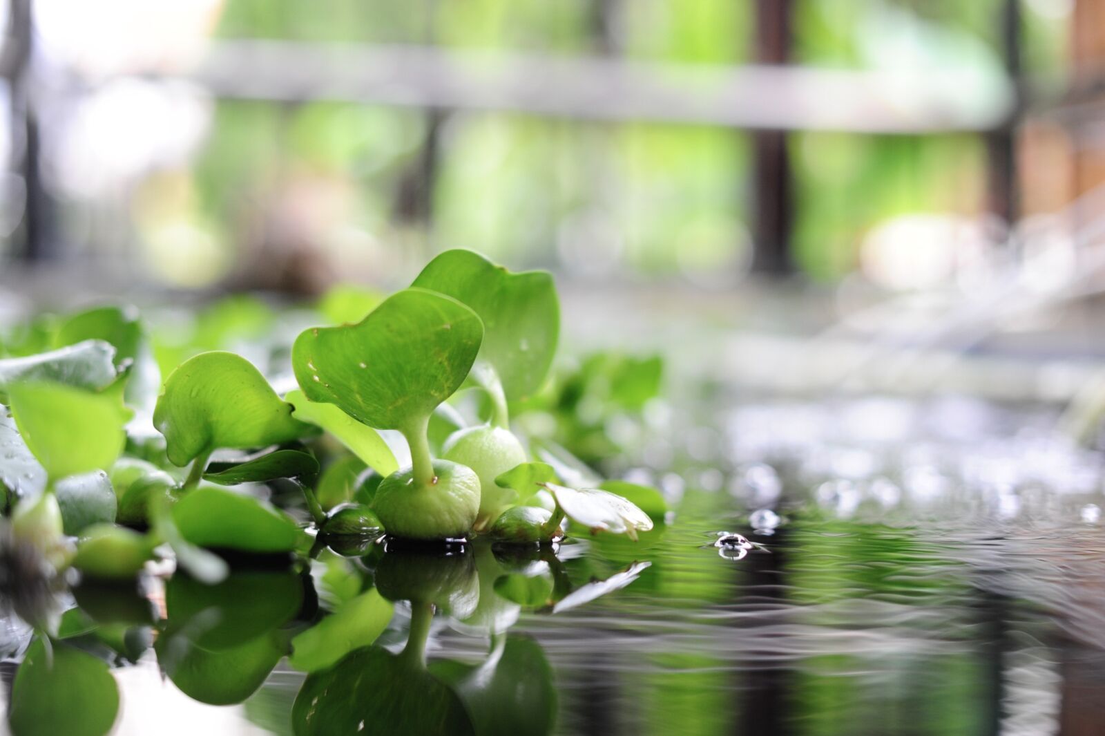Nikon D700 sample photo. On water, green, plant photography