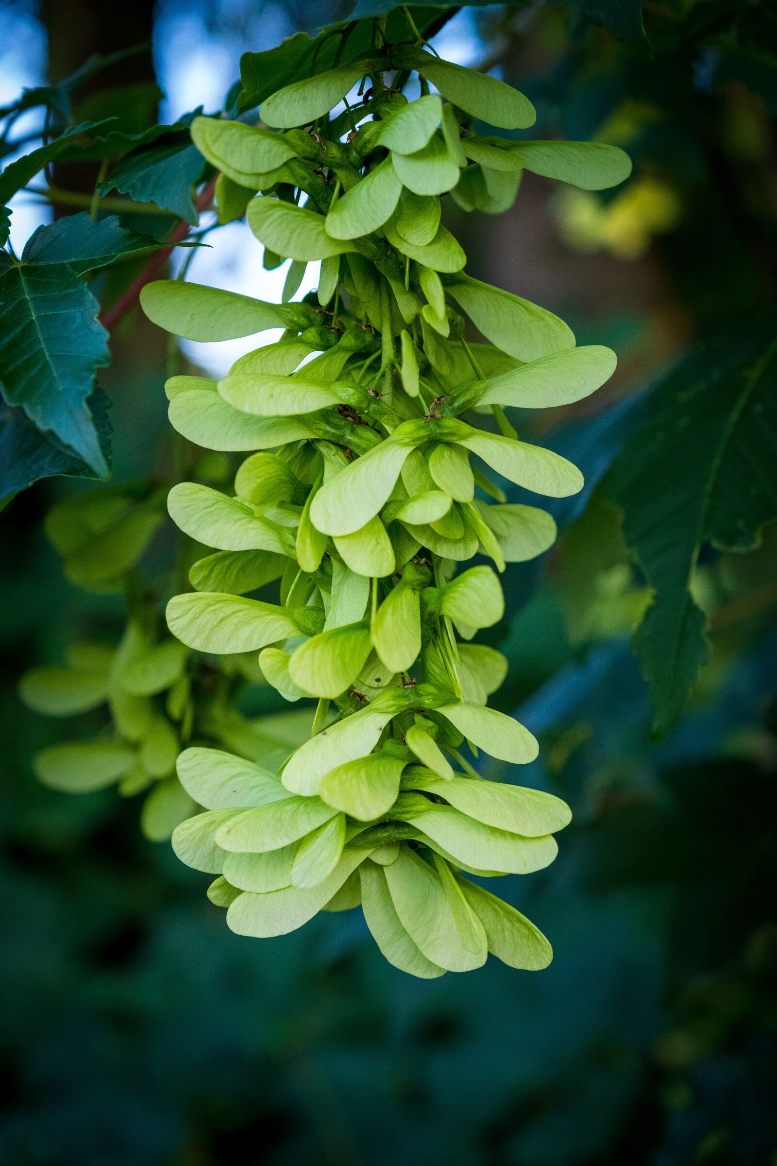 Fujifilm X-T2 sample photo. Flowers, leaves, bud photography