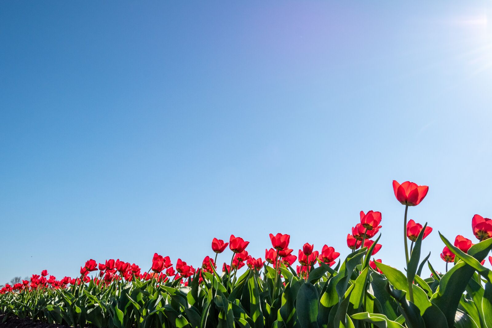Nikon D5600 sample photo. Tulip, tulips, flowers photography