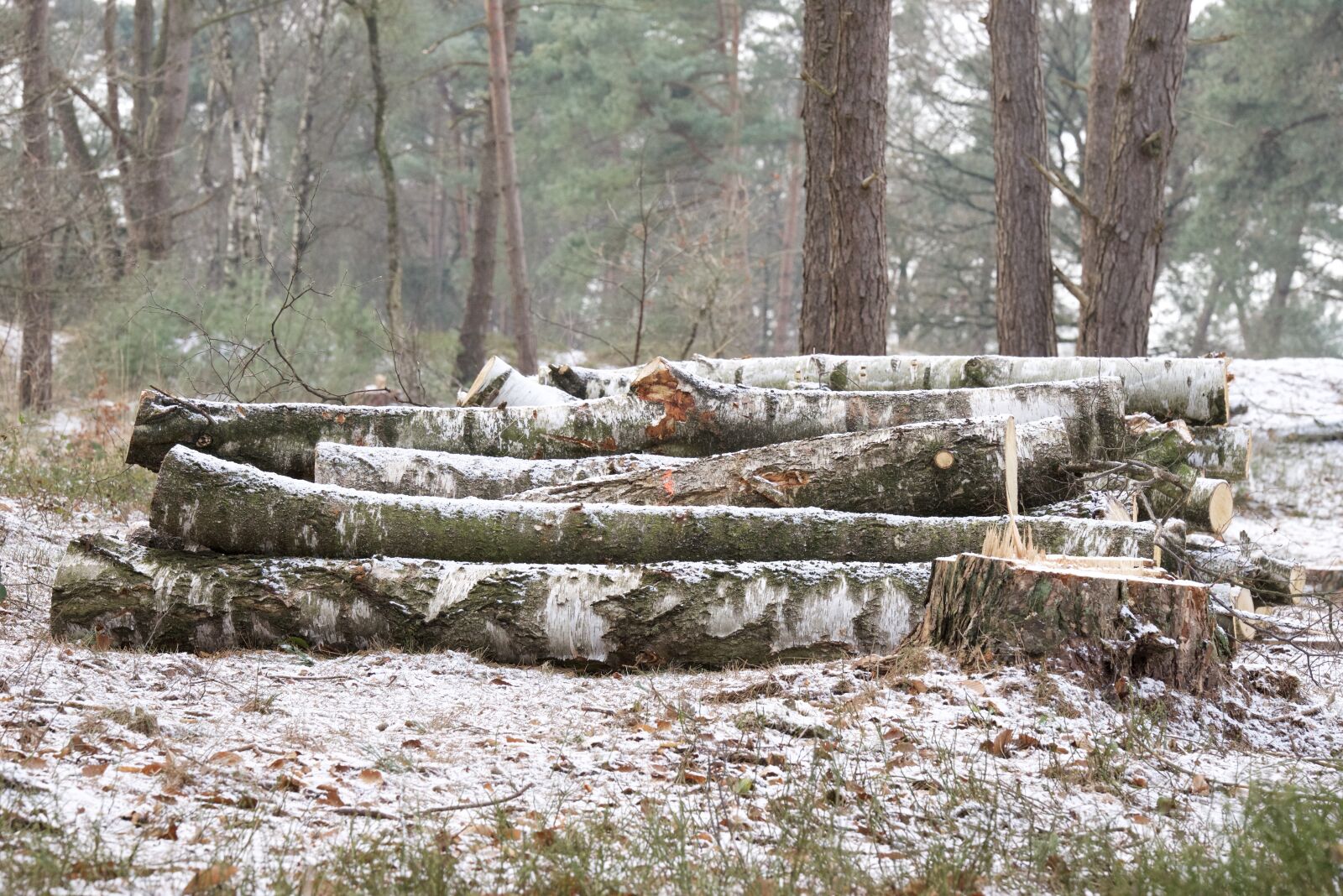 Nikon D610 sample photo. Trees, nature, forest photography