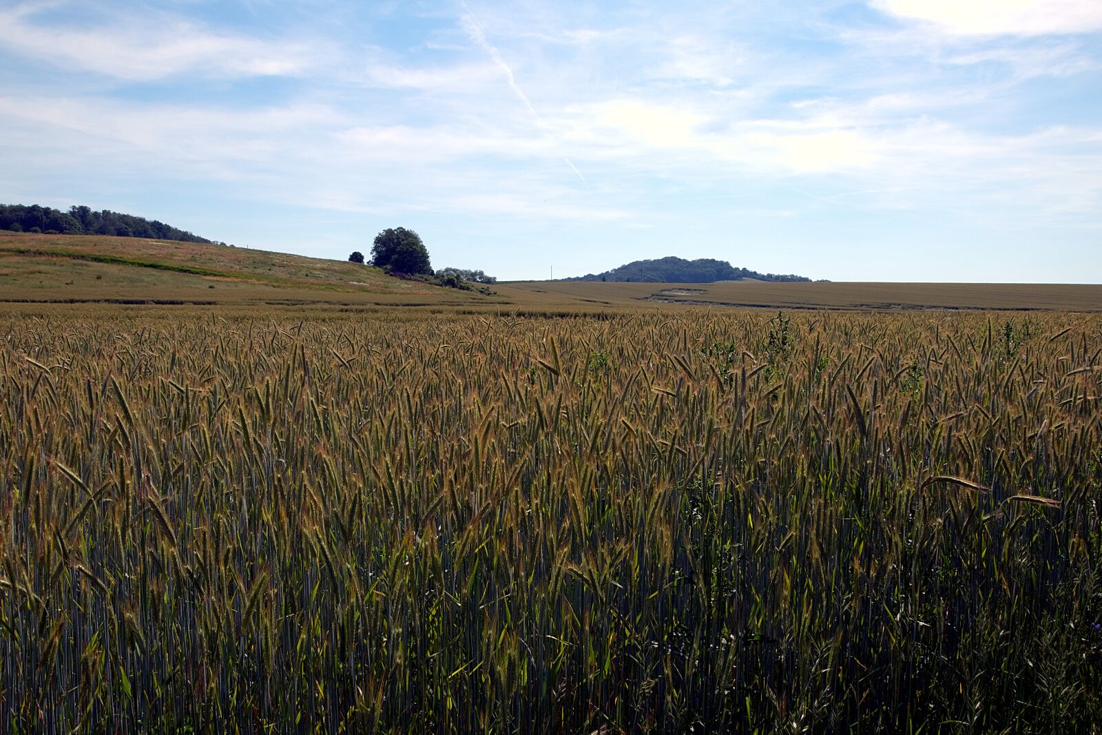 Nikon D3300 sample photo. Cornfield, spike, cereals photography