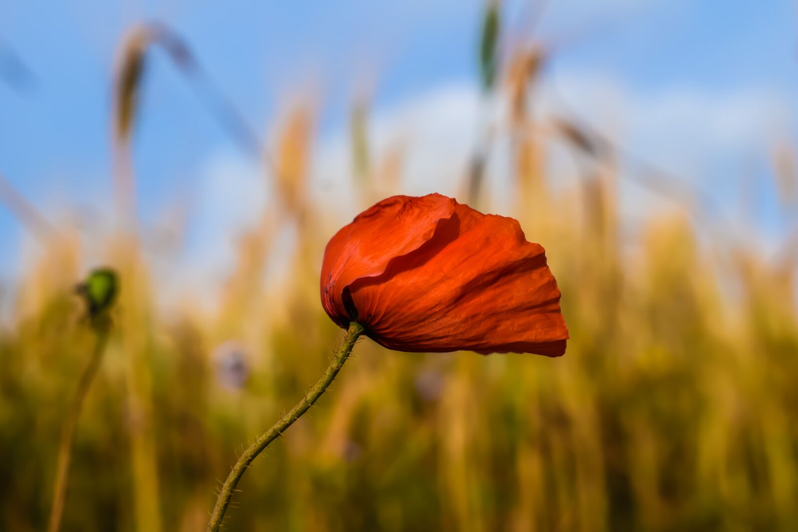 Nikon D3300 sample photo. Poppy, wildflower, nature photography