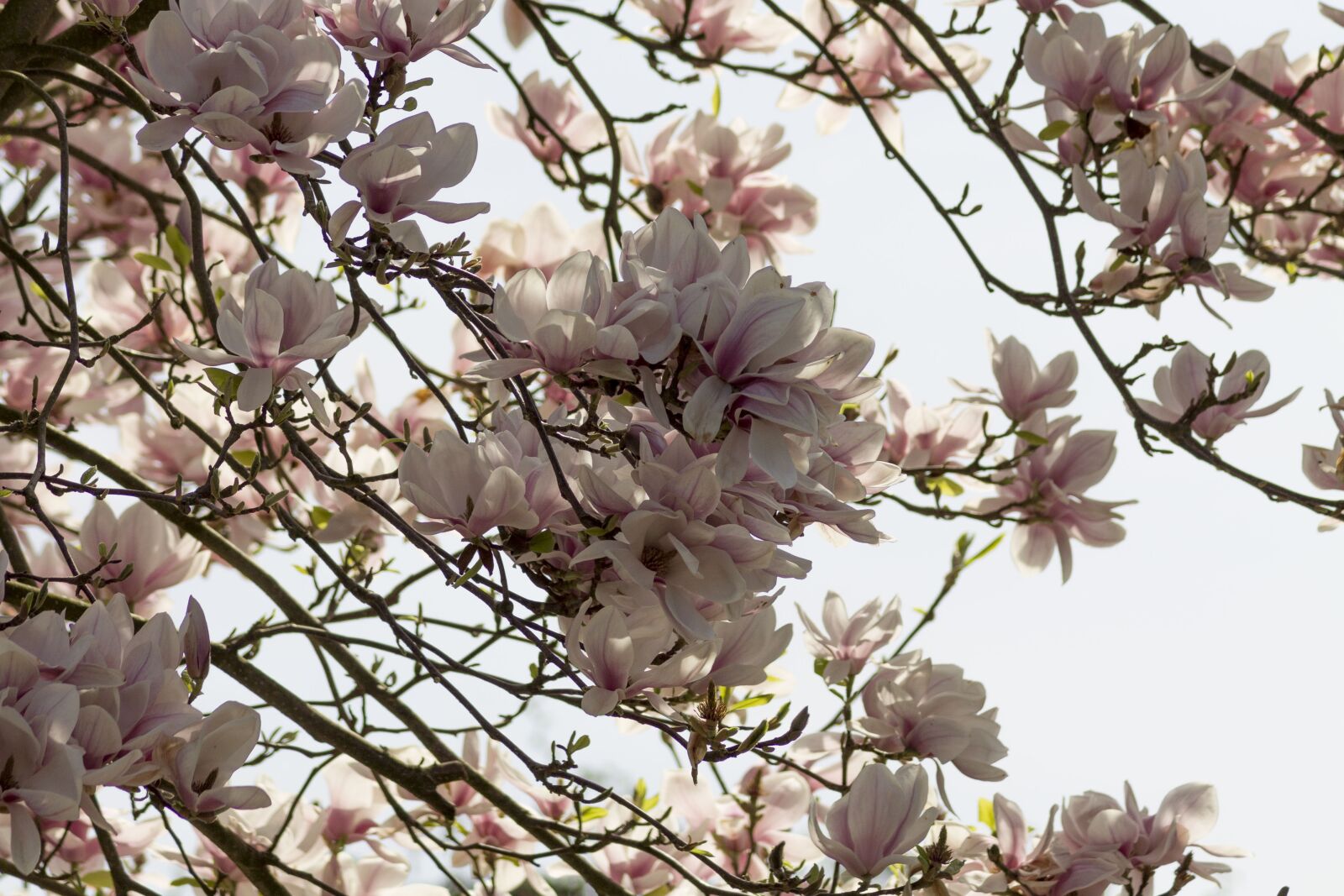 Canon EOS 1100D (EOS Rebel T3 / EOS Kiss X50) sample photo. Cherry blossoms, nature, spring photography