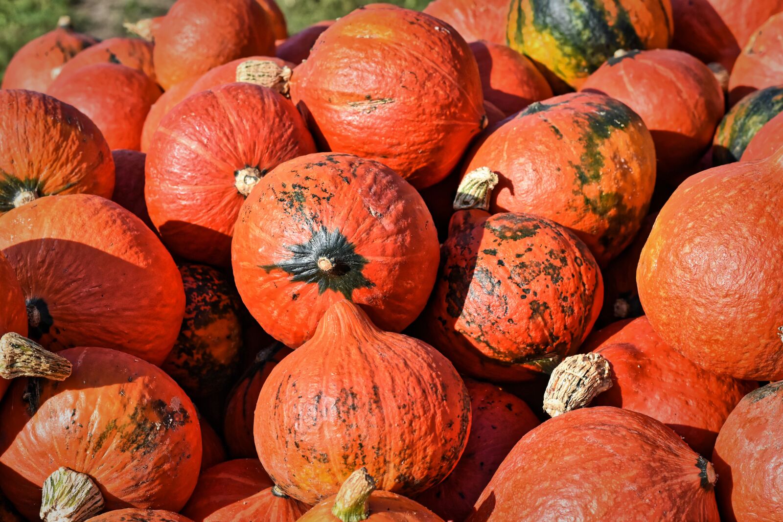 Nikon D7200 sample photo. Pumpkin, fruit, autumn photography