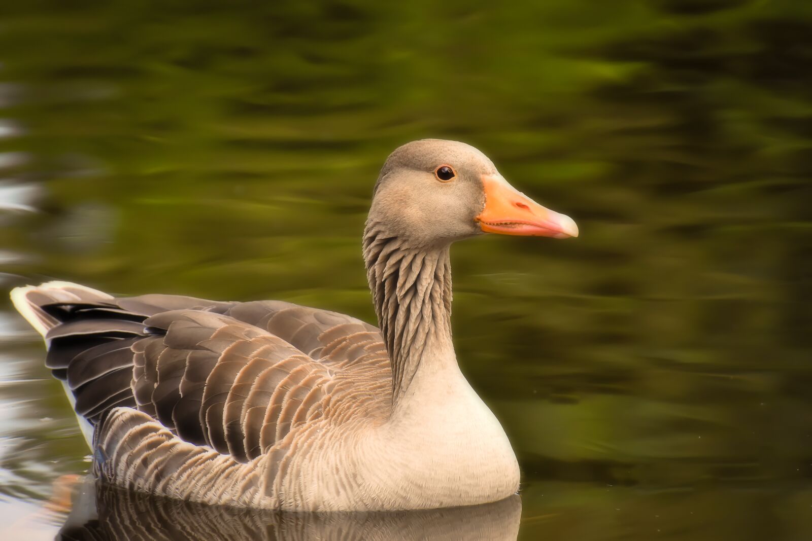 Nikon D7200 sample photo. Goose, wild goose, water photography