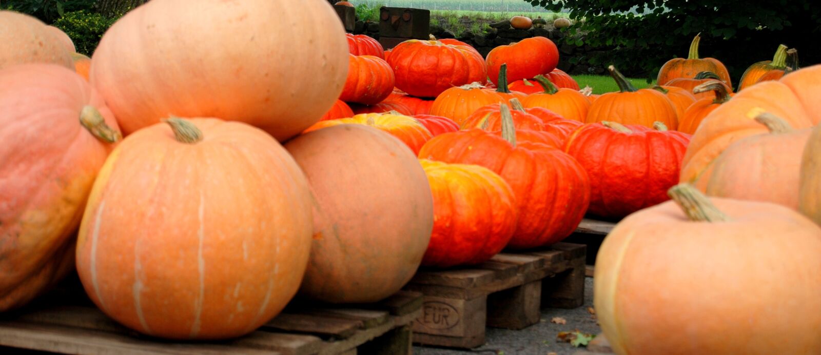 Nikon D80 sample photo. Pumpkin, pumpkins, halloween photography