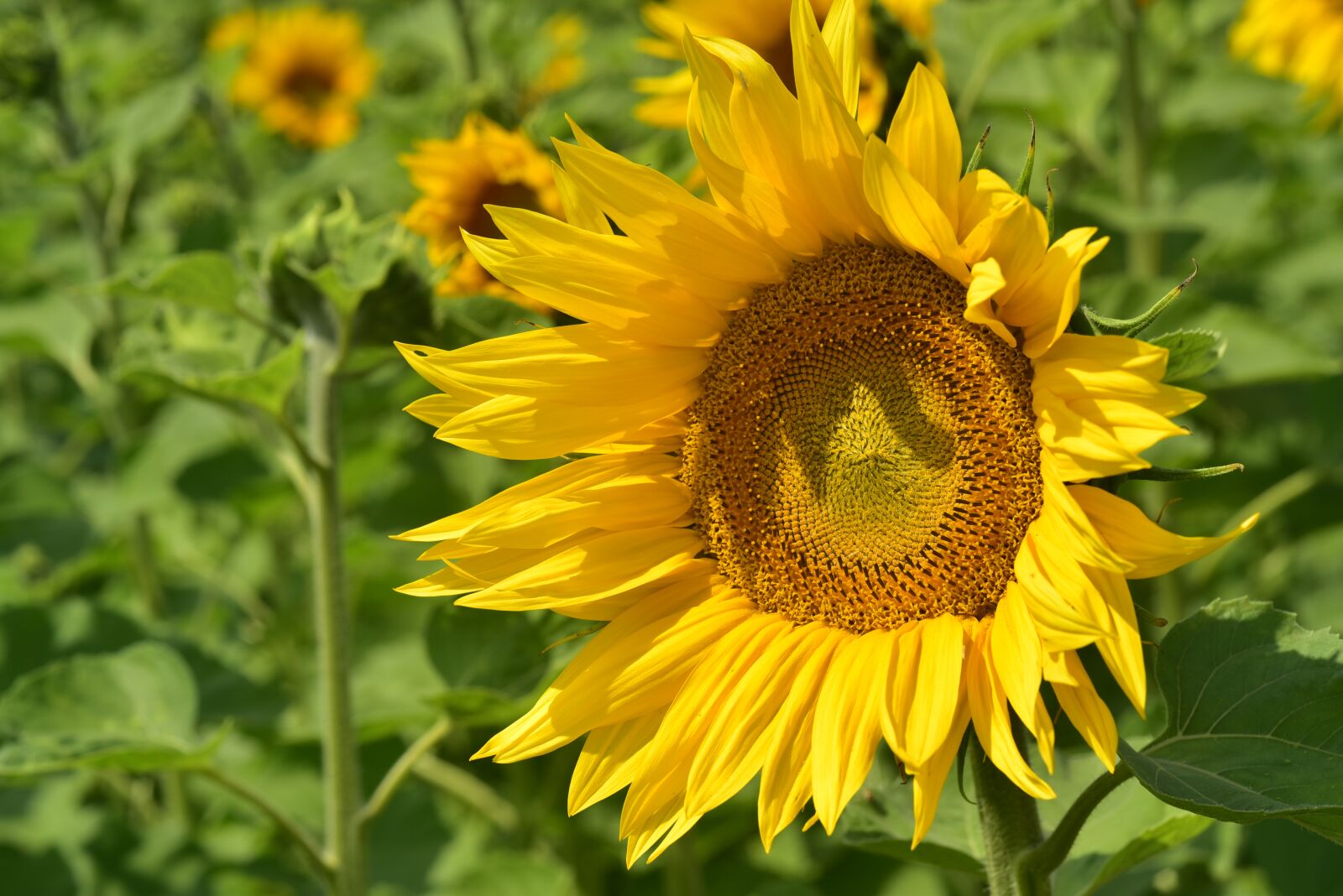 Nikon D750 sample photo. Sunflower, sunflower field, nature photography