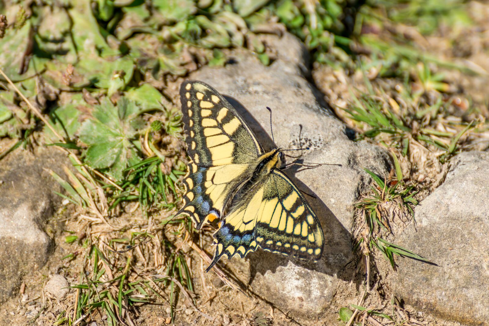 Tamron SP 70-300mm F4-5.6 Di VC USD sample photo. Butterfly, yellow, black photography