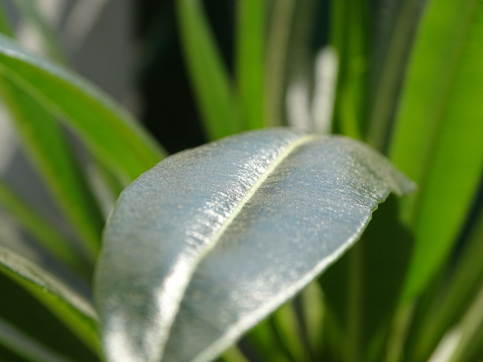 Sony Cyber-shot DSC-HX400V sample photo. Green, nature, leaf photography