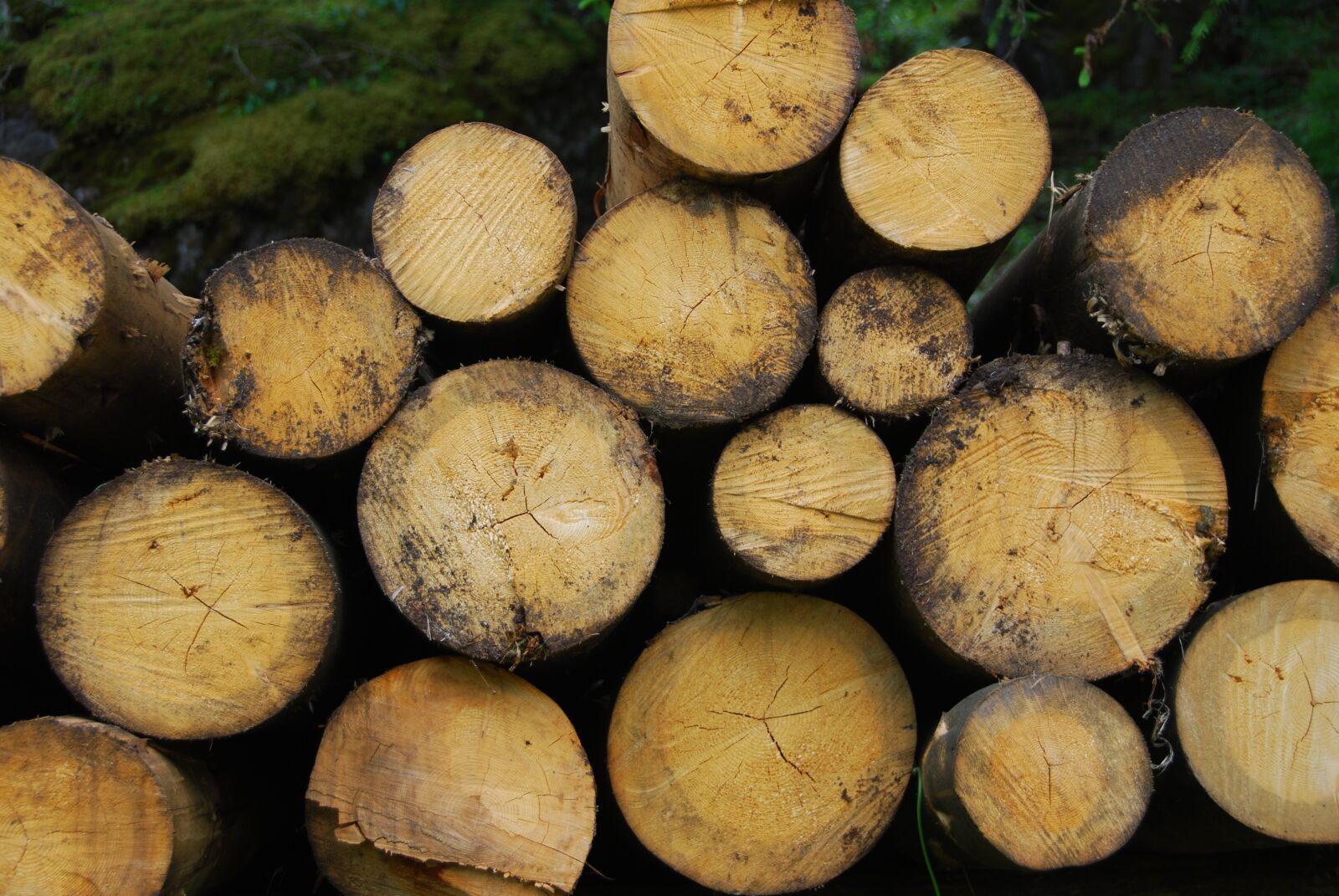 Nikon D80 sample photo. Trunks, wood, brown photography