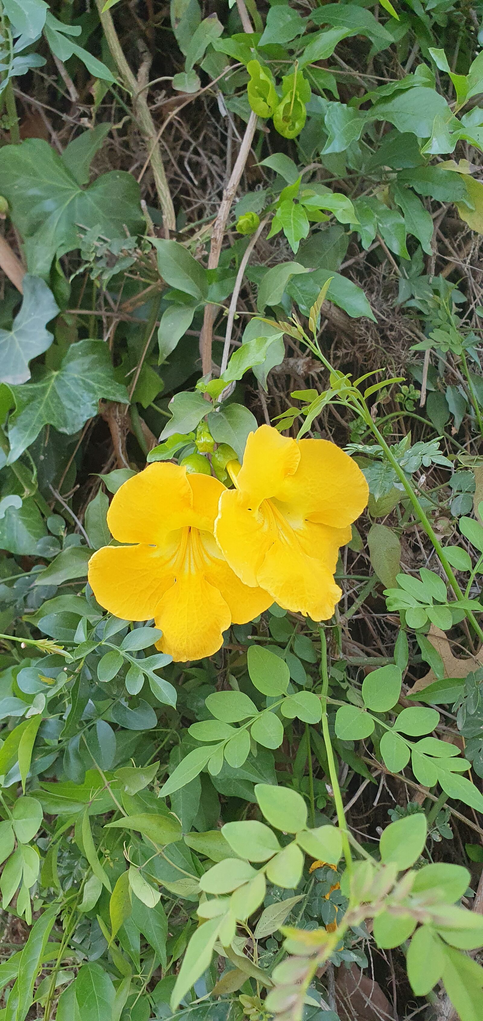 Samsung Galaxy S10e sample photo. Yellow, flowers, flora photography