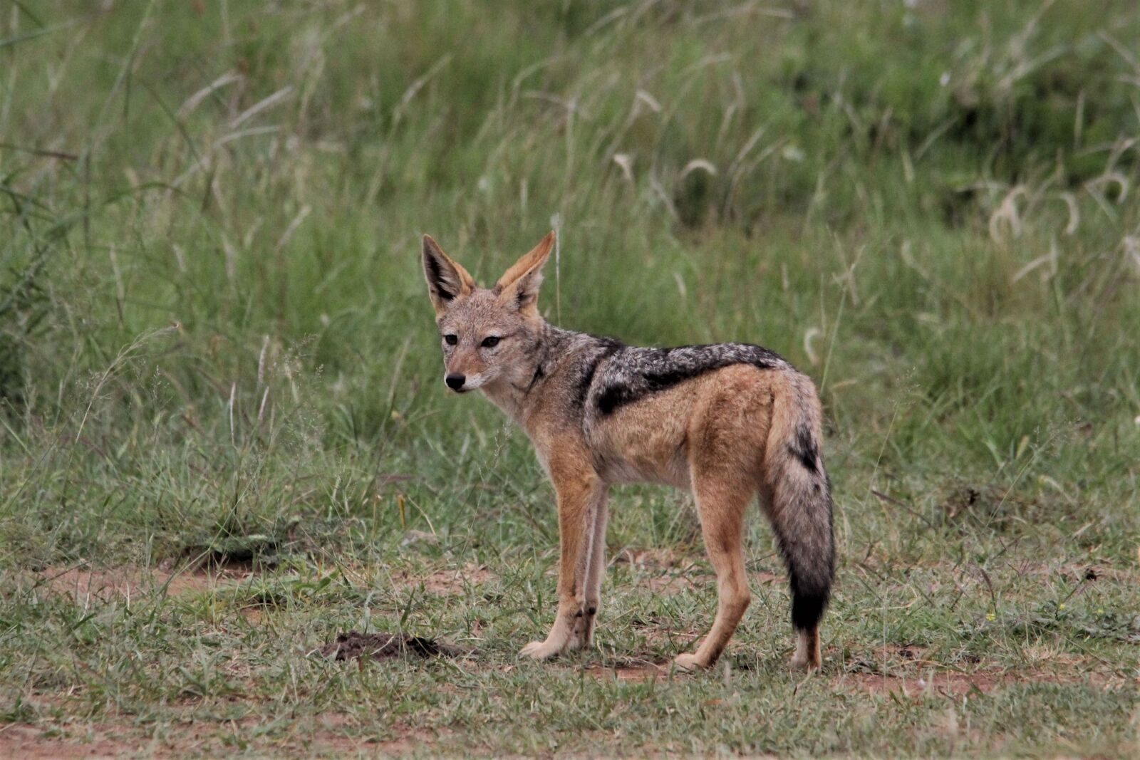 Canon EOS 60D sample photo. Silver, backed, jackal photography