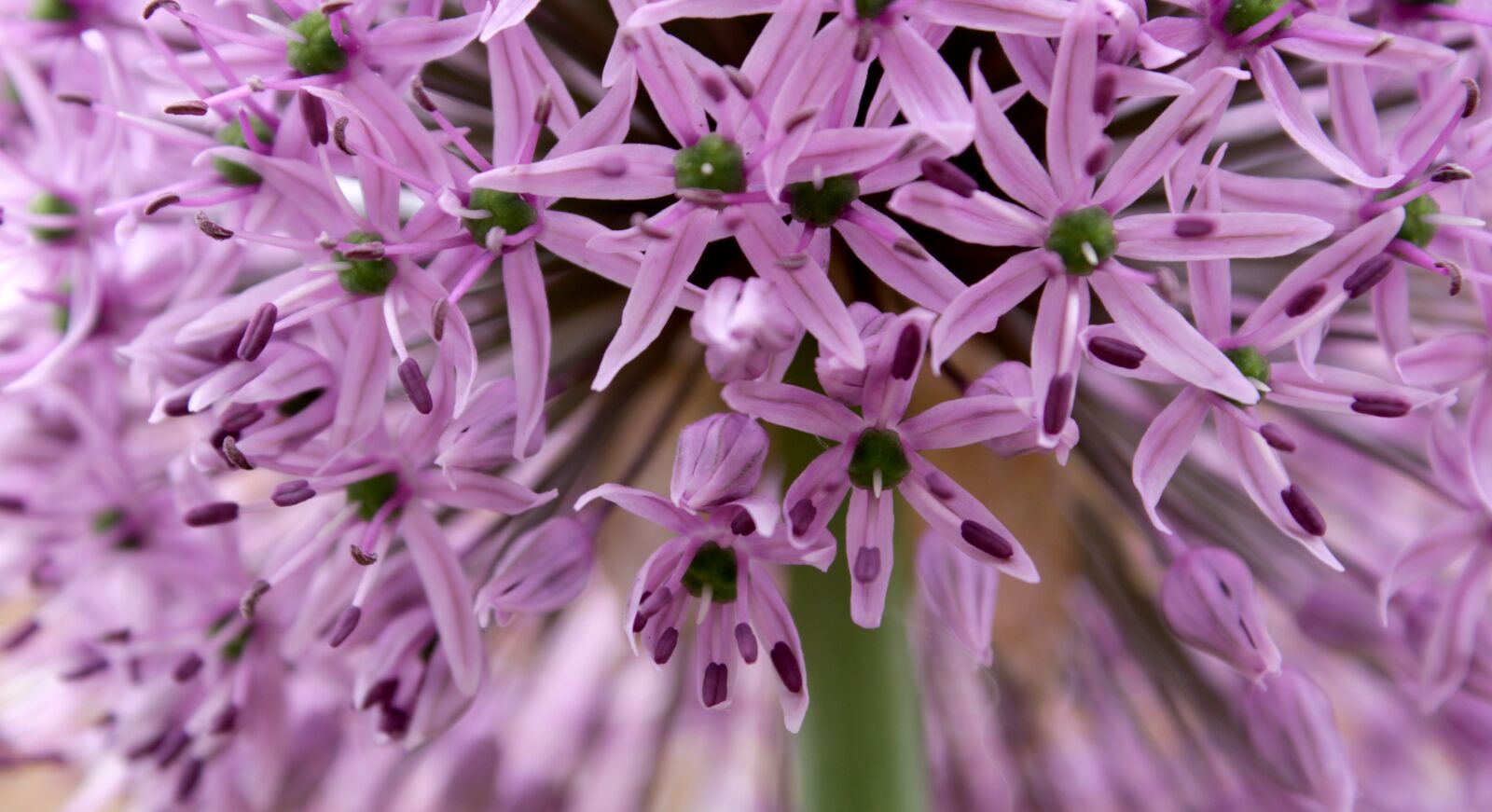 Canon EOS 2000D (EOS Rebel T7 / EOS Kiss X90 / EOS 1500D) sample photo. Ornamental onion, macro, allium photography