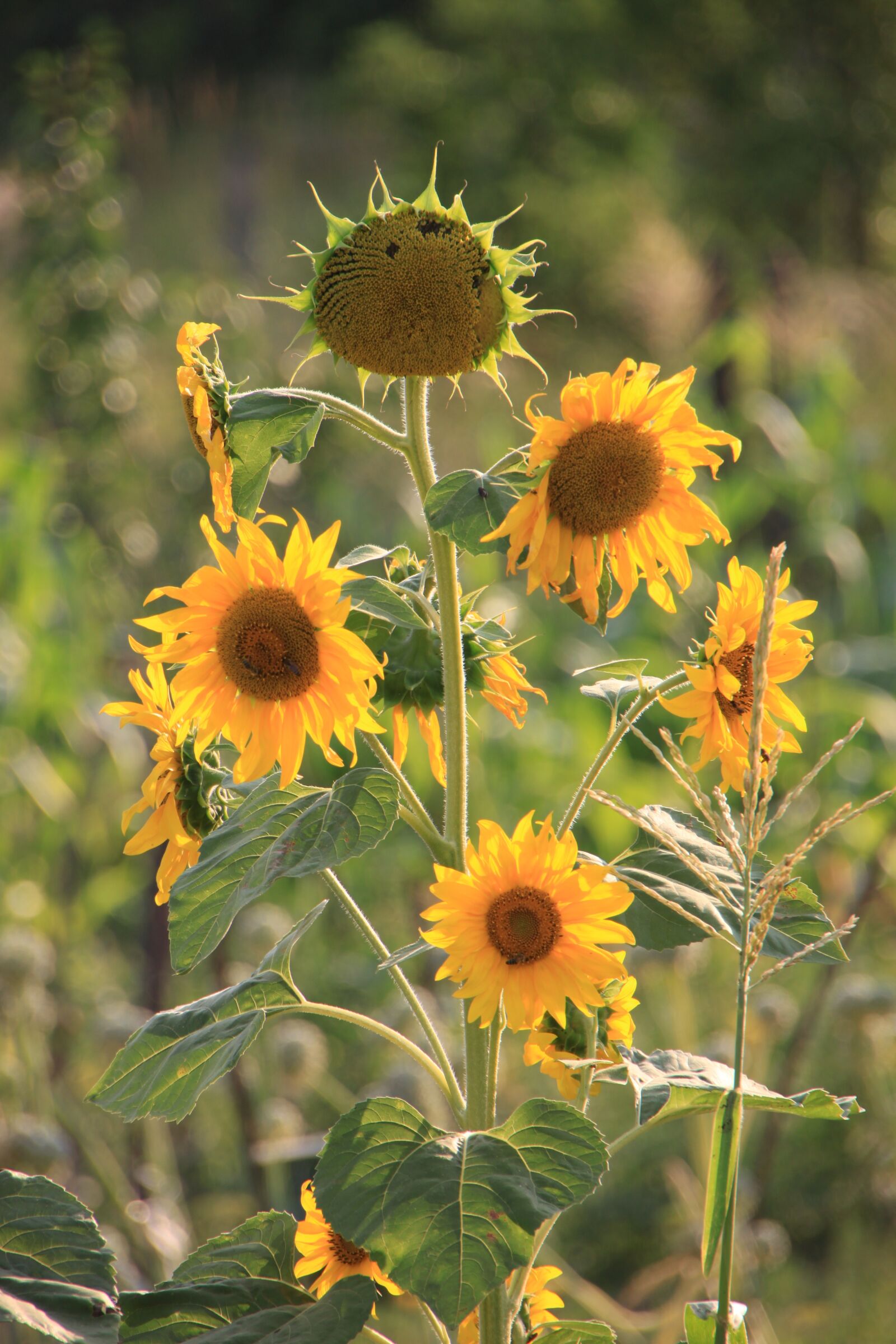 Canon EOS 500D (EOS Rebel T1i / EOS Kiss X3) sample photo. Flowers, helianthus, sun photography