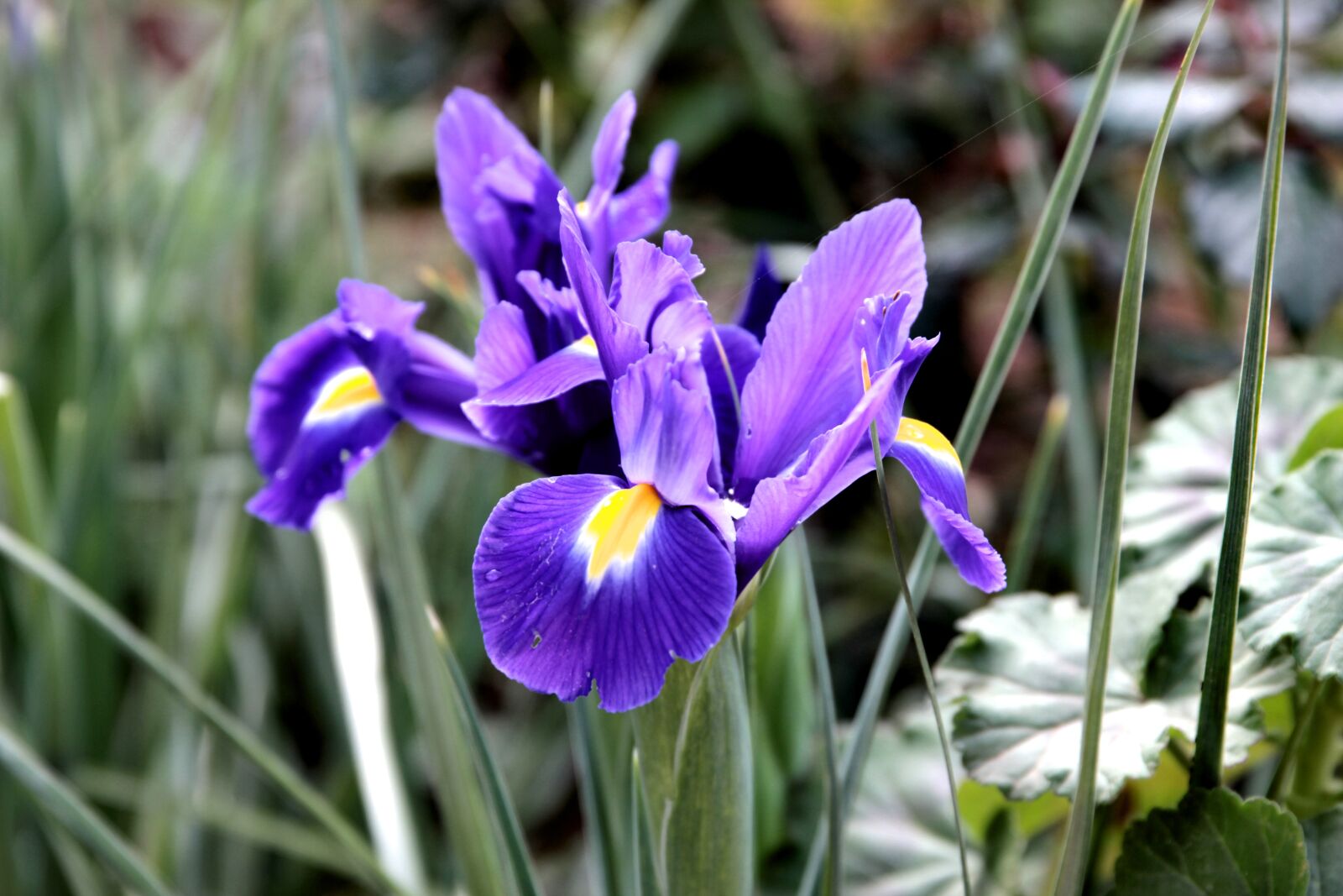 Canon EOS 550D (EOS Rebel T2i / EOS Kiss X4) sample photo. Orris, iris, flower photography