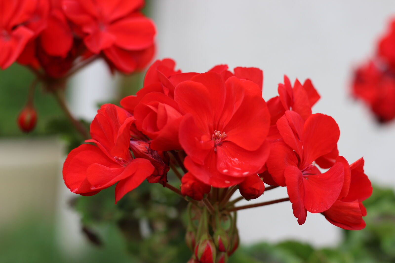 Canon EOS 600D (Rebel EOS T3i / EOS Kiss X5) + Canon EF 50mm F1.8 STM sample photo. Beautiful, flowers, colorful, flowers photography