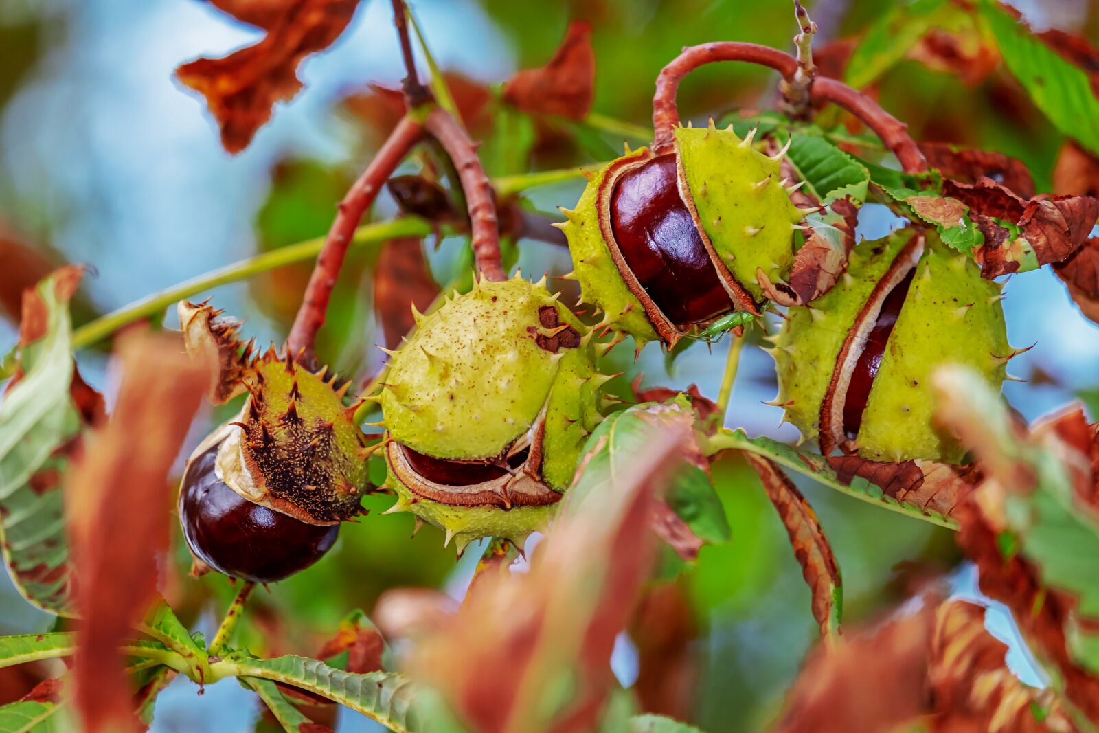 Fujifilm XF 55-200mm F3.5-4.8 R LM OIS sample photo. Chestnut, autumn, chestnut fruit photography