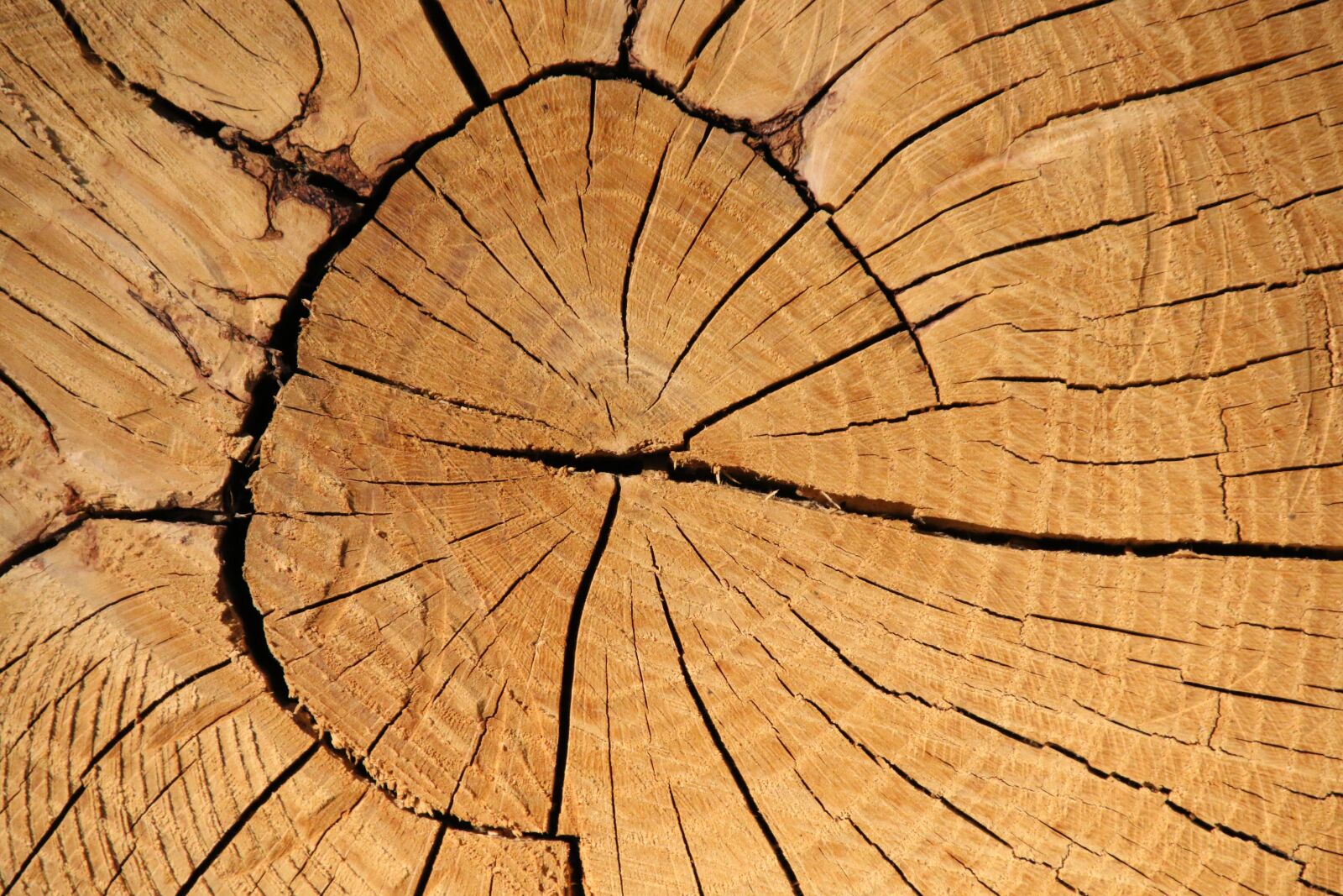 Canon EOS 70D sample photo. Tree, bark, forest photography