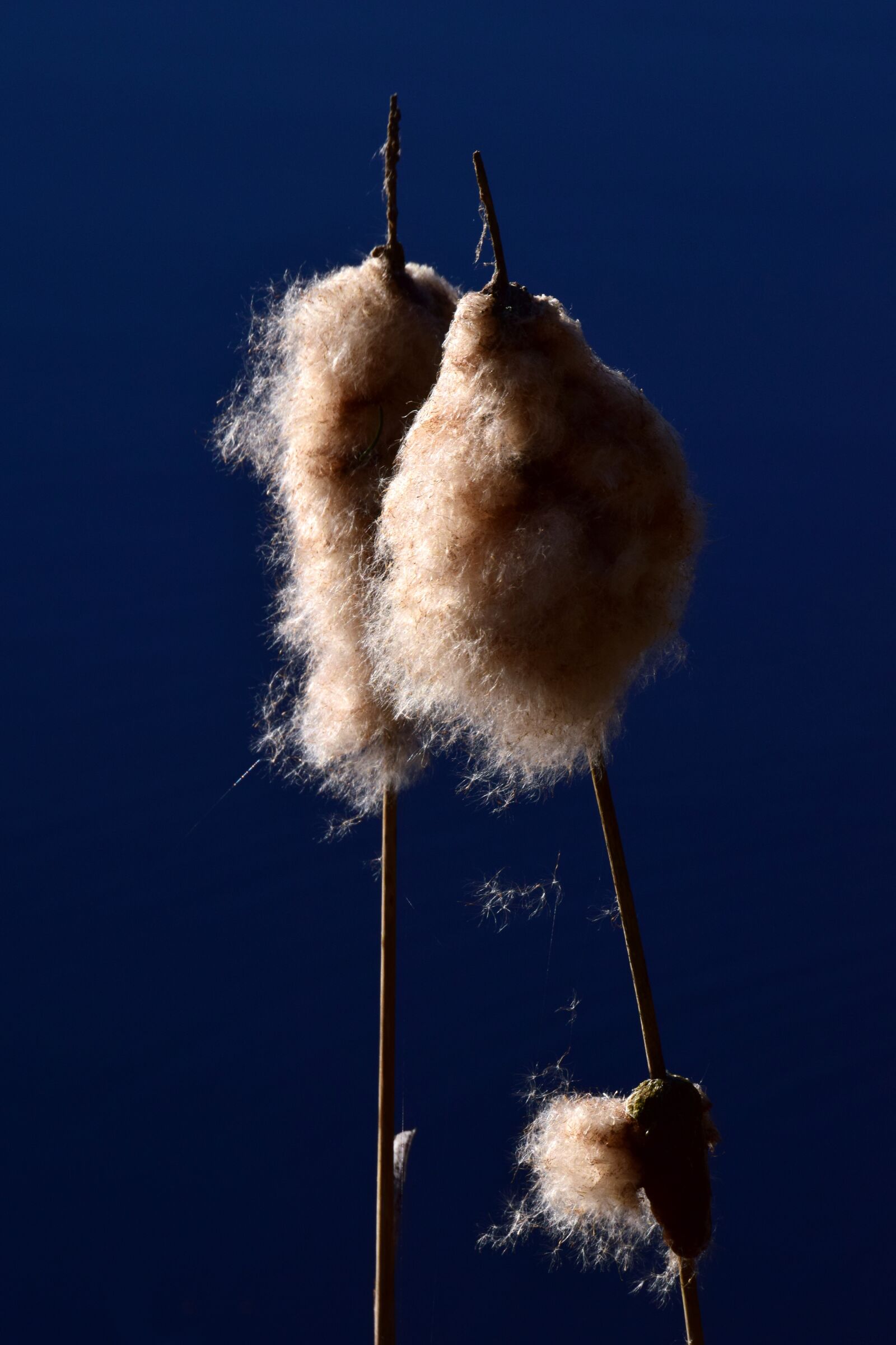 Nikon D3300 sample photo. Nature, reed, water photography