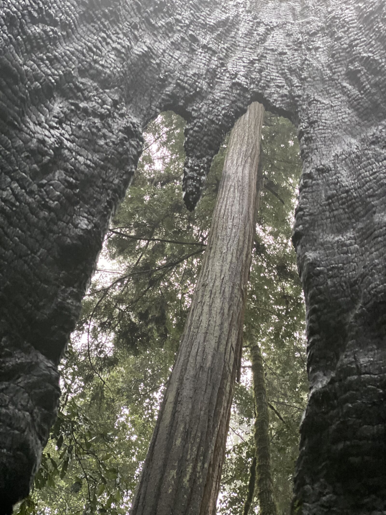 iPhone 11 Pro Max back dual camera 6mm f/2 sample photo. Forest, redwood, redwoods photography