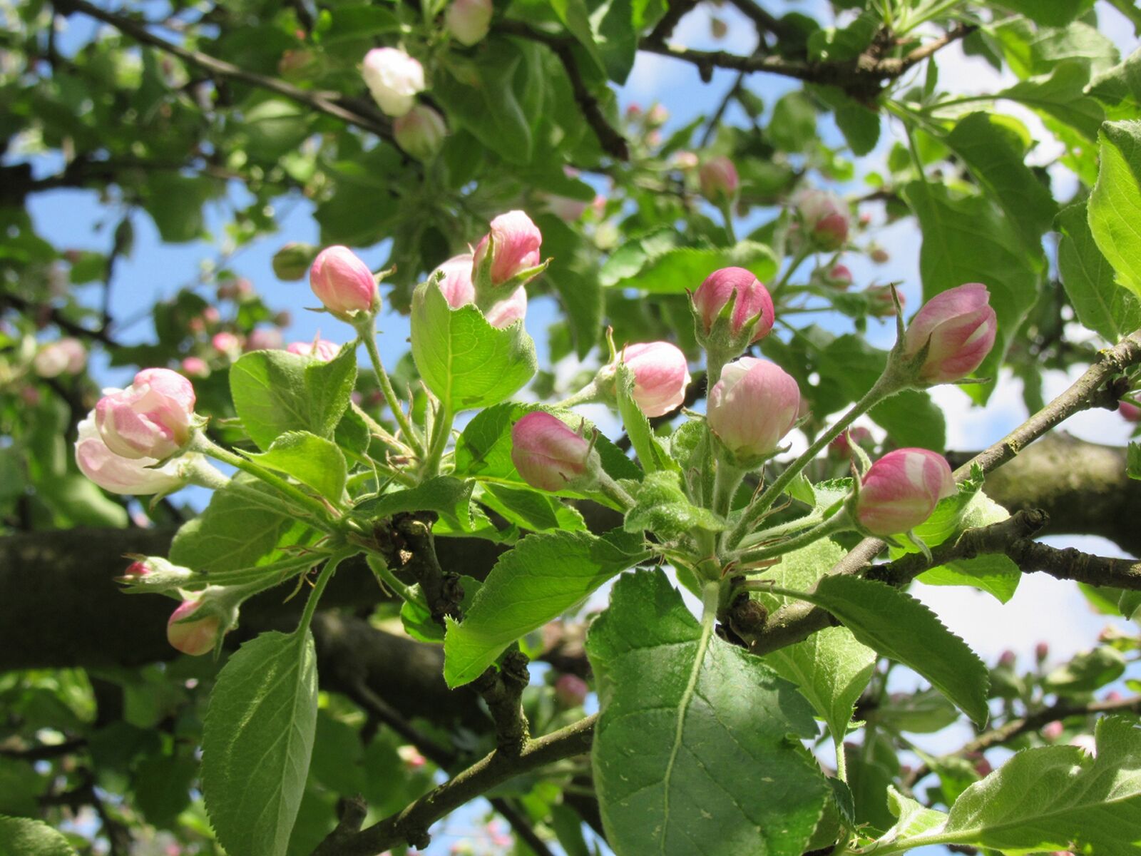 Canon PowerShot SX600 HS sample photo. Bud, apple buds, blossoms photography