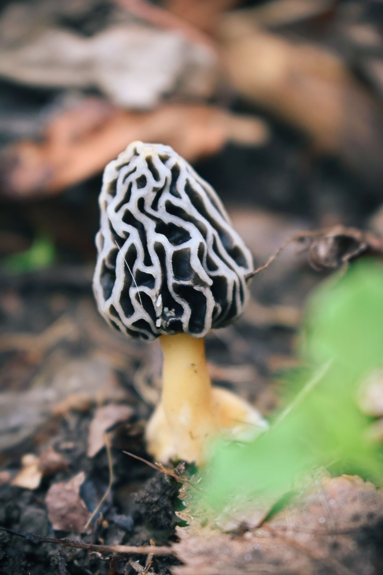 Nikon D3400 sample photo. Mushroom, gray, fungus photography