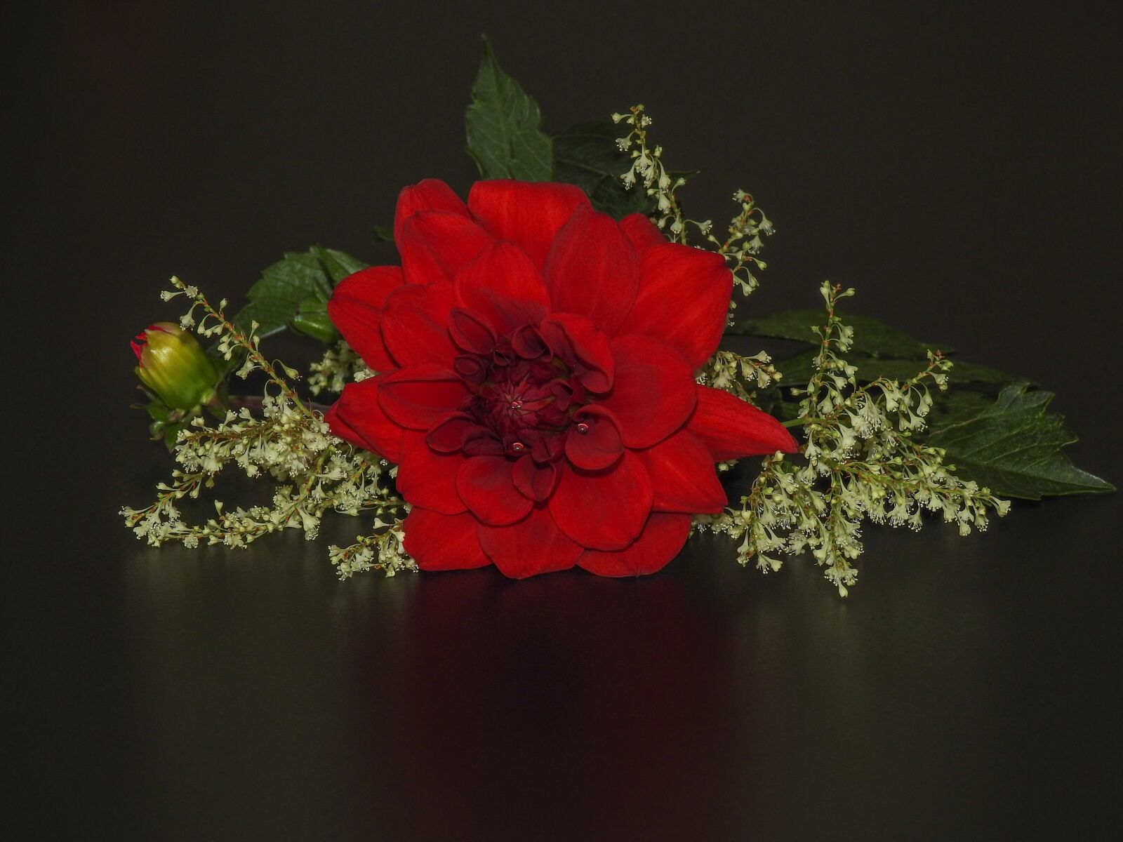 Nikon Coolpix P900 sample photo. Dahlia flower, red, bud photography