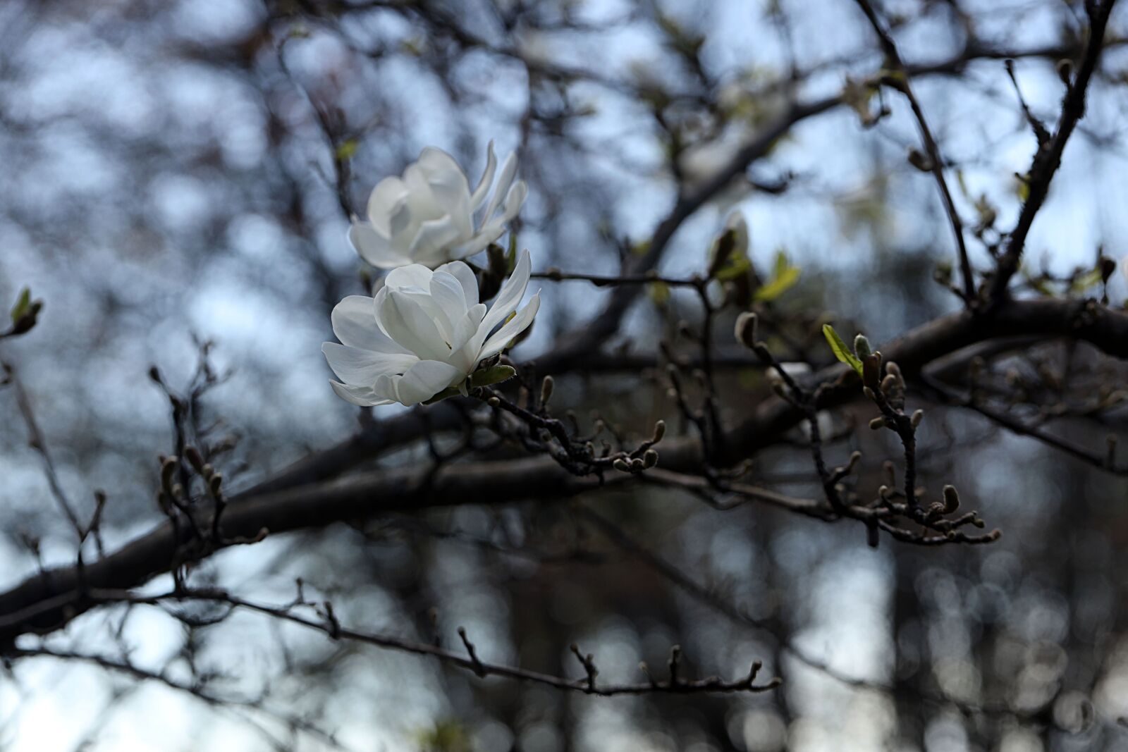 Canon EOS R sample photo. Magnolia, branch, white photography