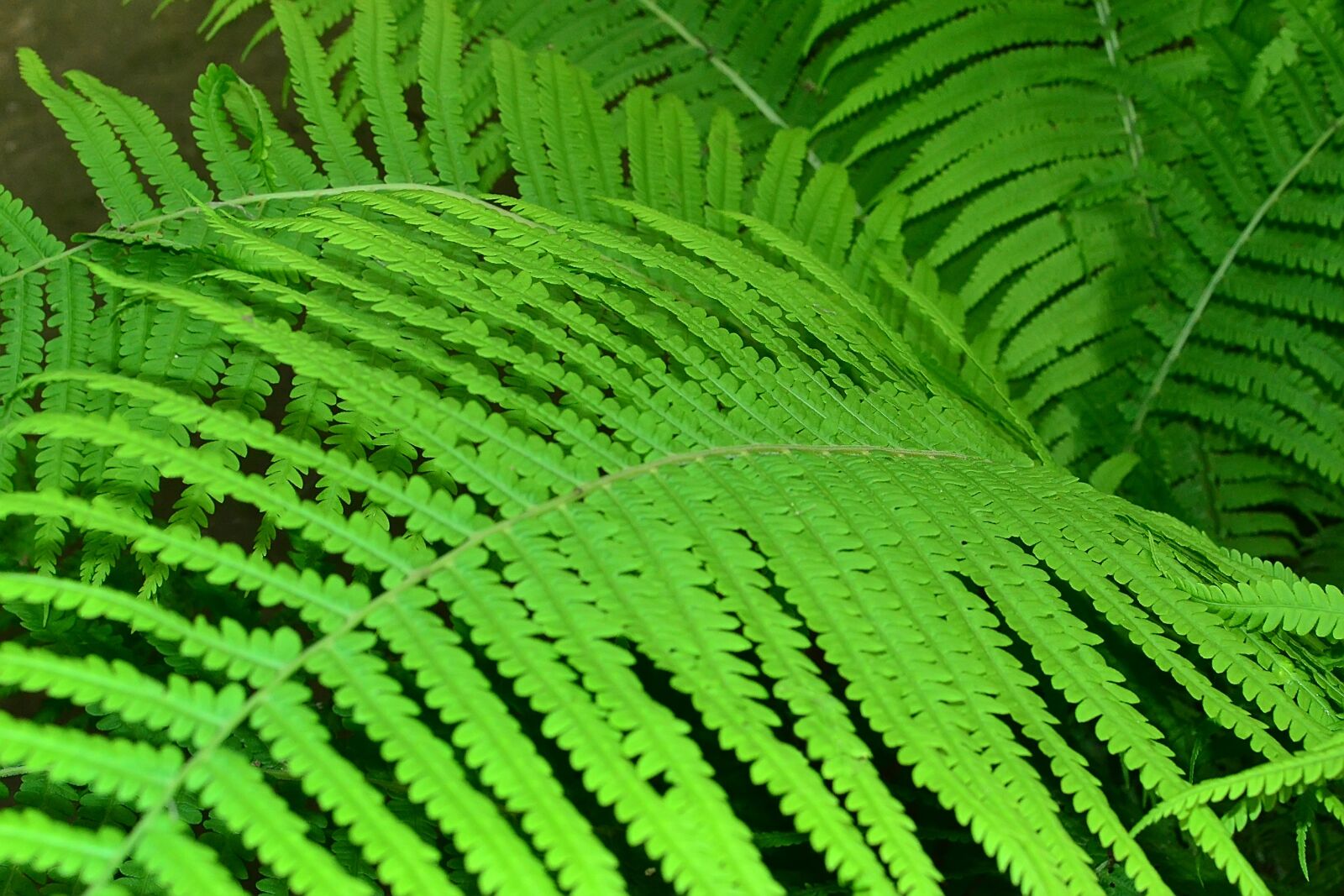 Nikon D3100 sample photo. Fern, leaves, greens photography