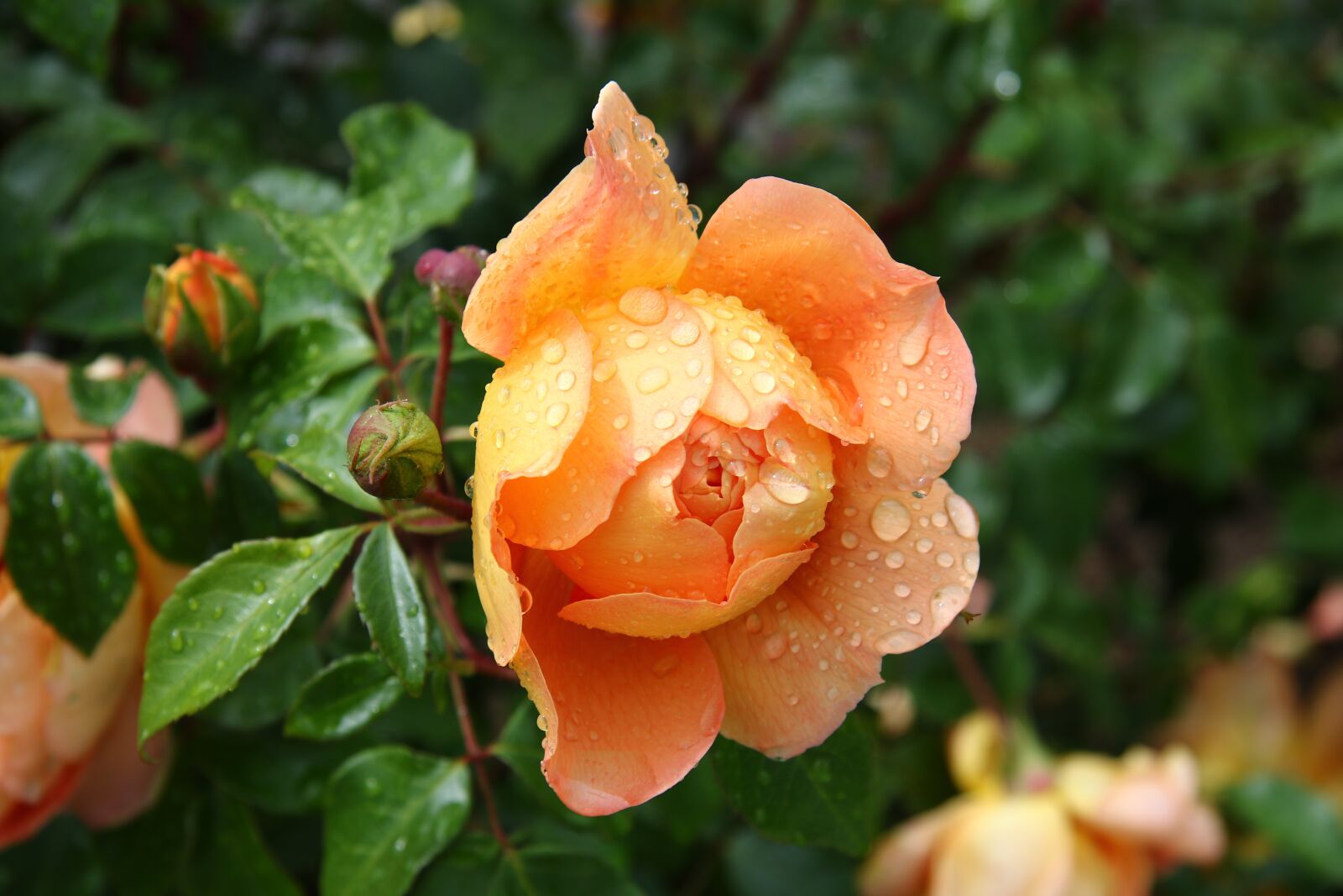 Canon EF-S 17-85mm F4-5.6 IS USM sample photo. Roses, garden, flower photography