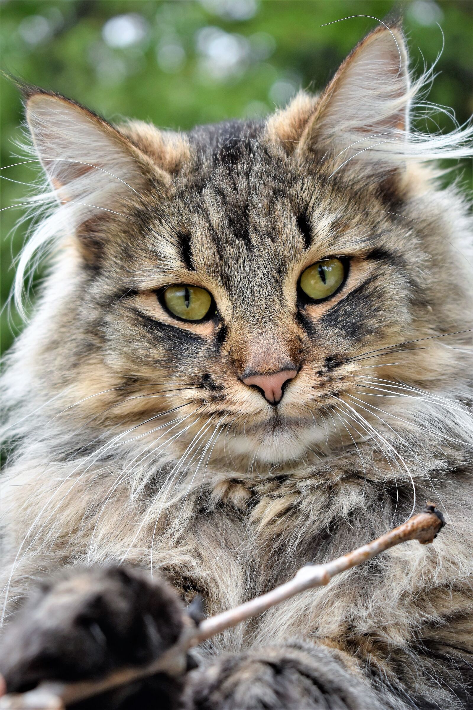 Nikon D5500 sample photo. Cat, animal, portrait photography