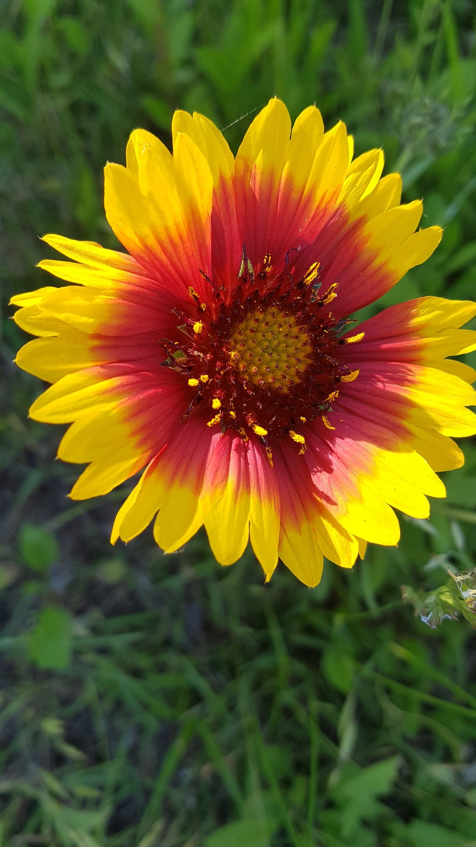 Samsung Galaxy S7 sample photo. Sun flower, beautiful flowers photography