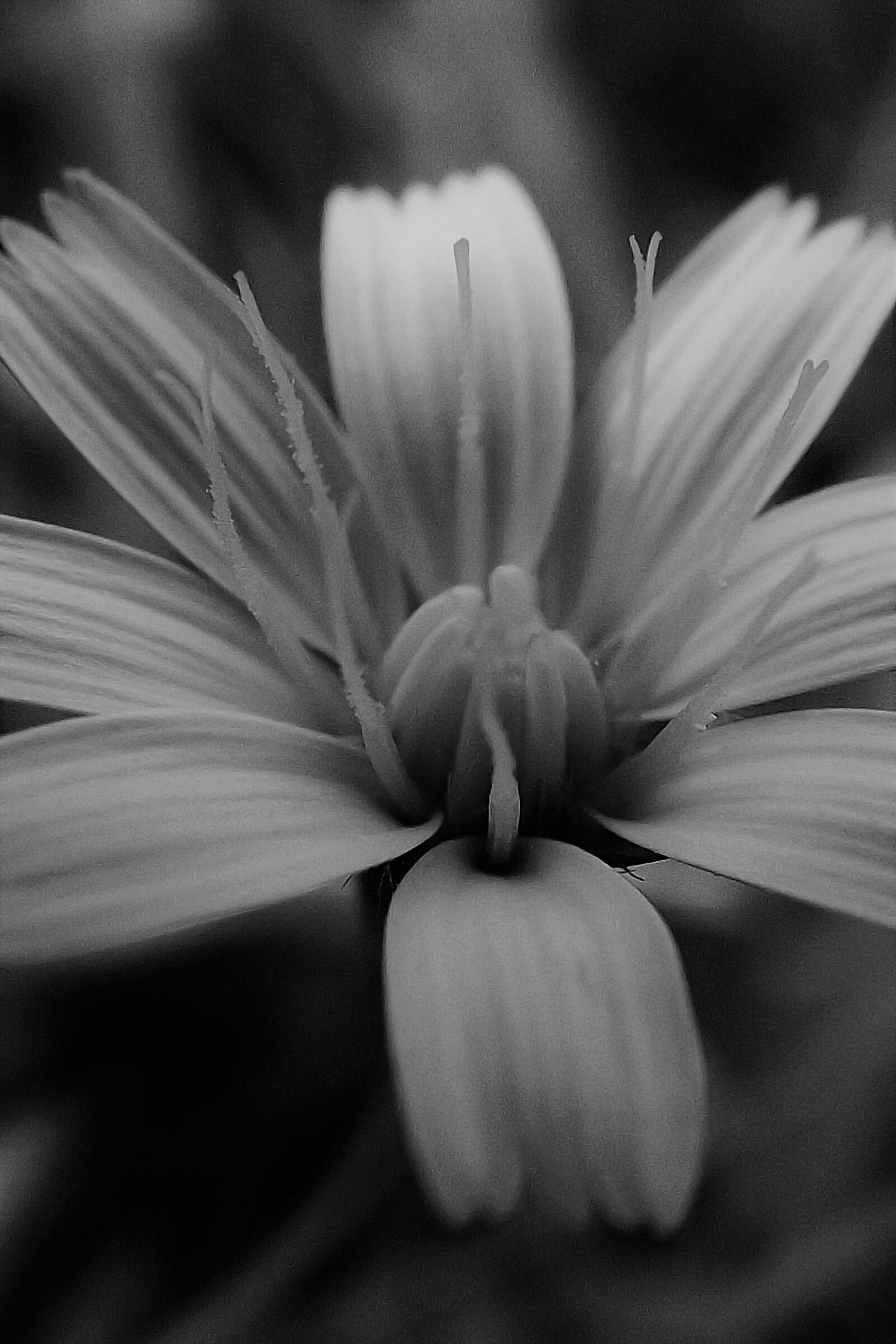 Fujifilm FinePix S4200 sample photo. Flower, macro, nature photography