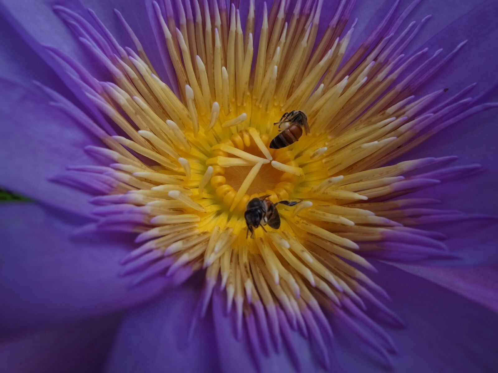 Ricoh GR DIGITAL 4 sample photo. Flowers, lotus, purple photography