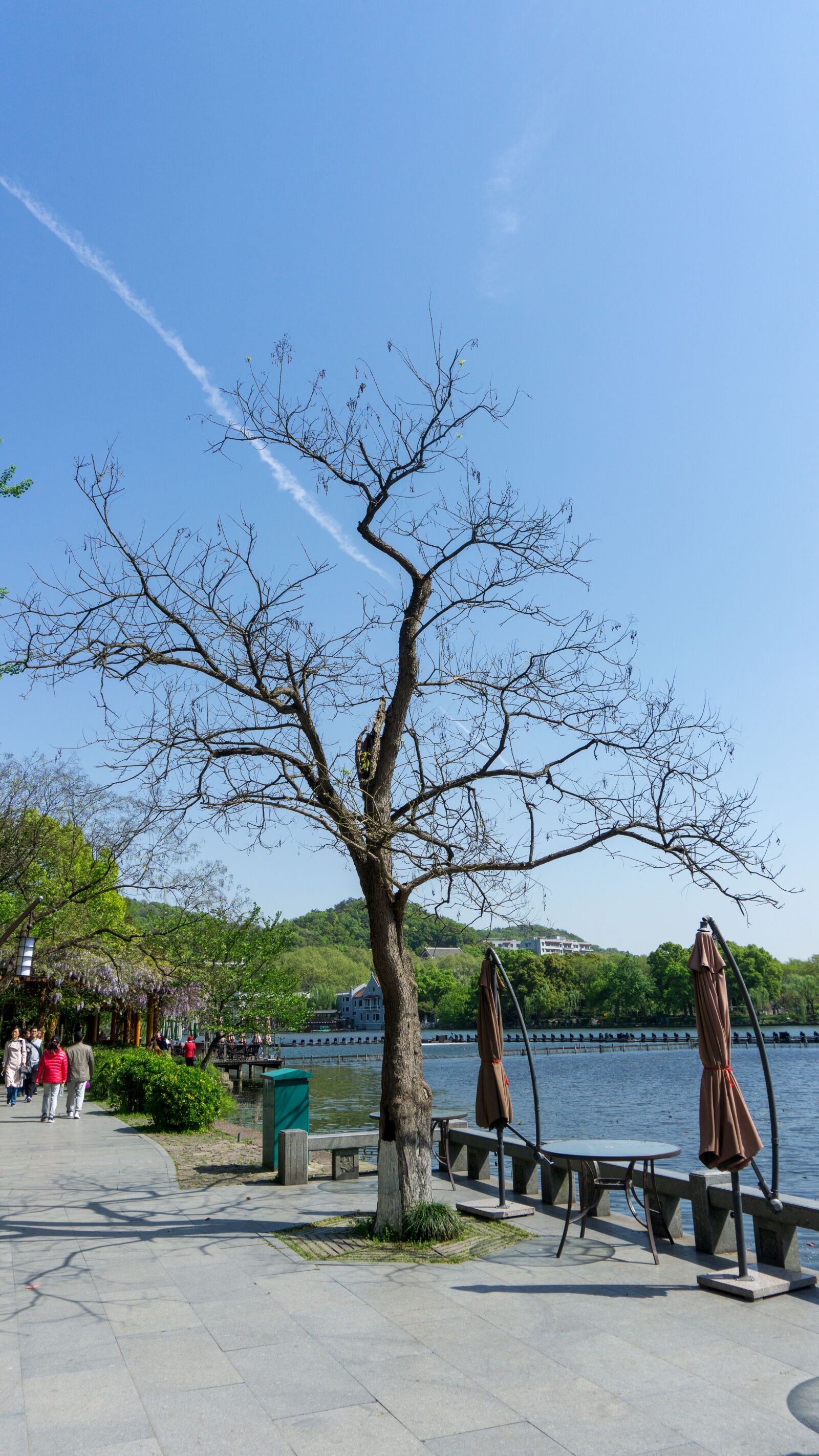 Sony a5100 sample photo. Tree, nature, waters photography