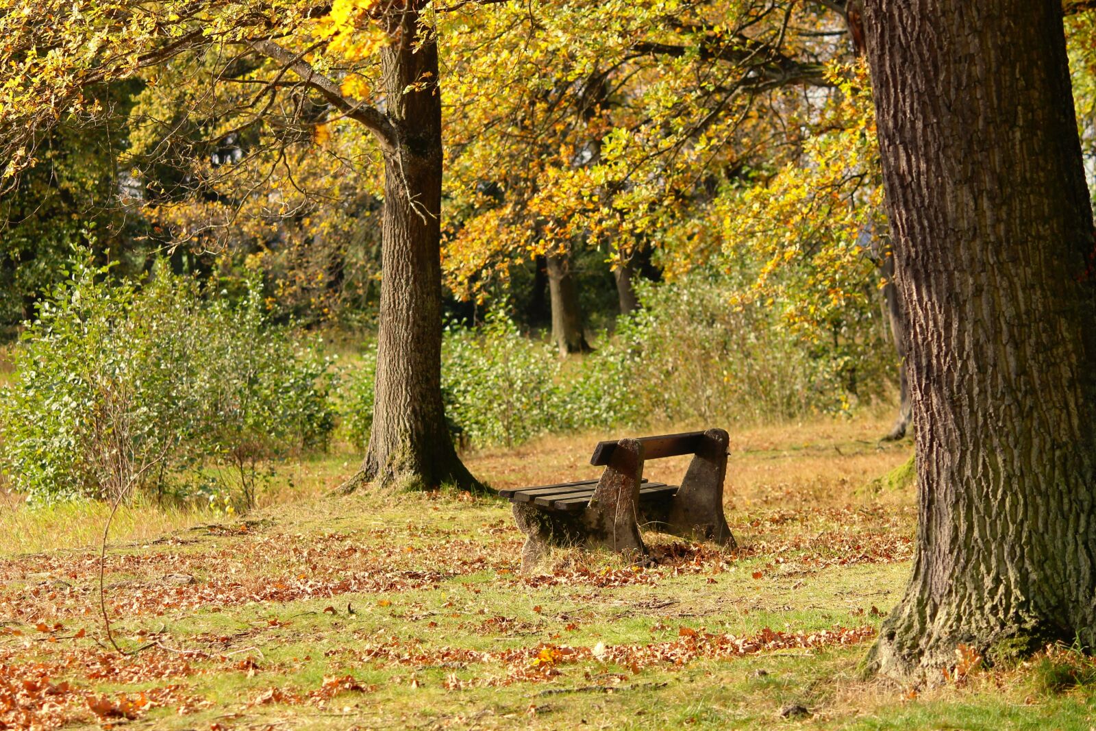 Canon EOS 1100D (EOS Rebel T3 / EOS Kiss X50) sample photo. Tranquility base, wooden bench photography