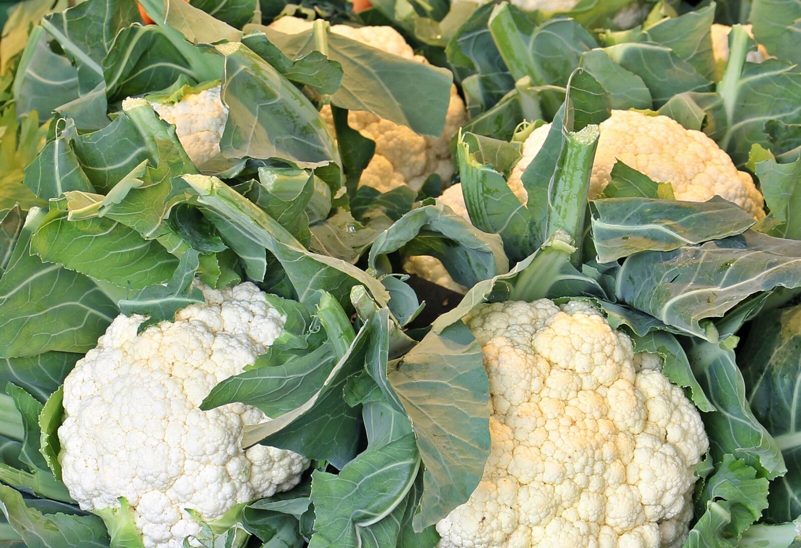 Canon EOS 550D (EOS Rebel T2i / EOS Kiss X4) sample photo. Cauliflower, market, nutrition photography