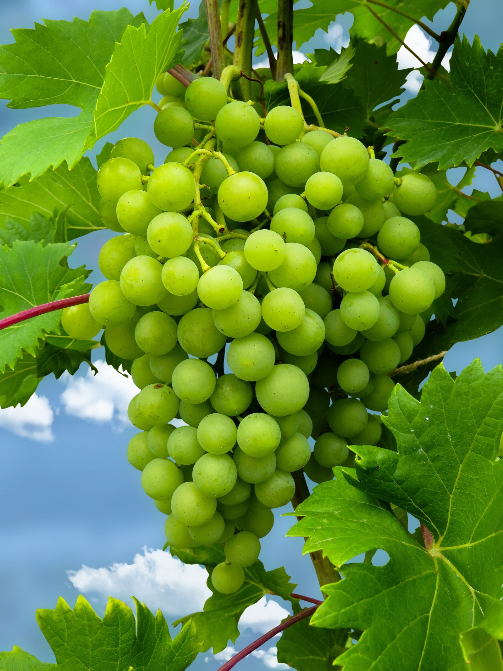 Canon PowerShot SX50 HS sample photo. Eat, grapes, fruit photography