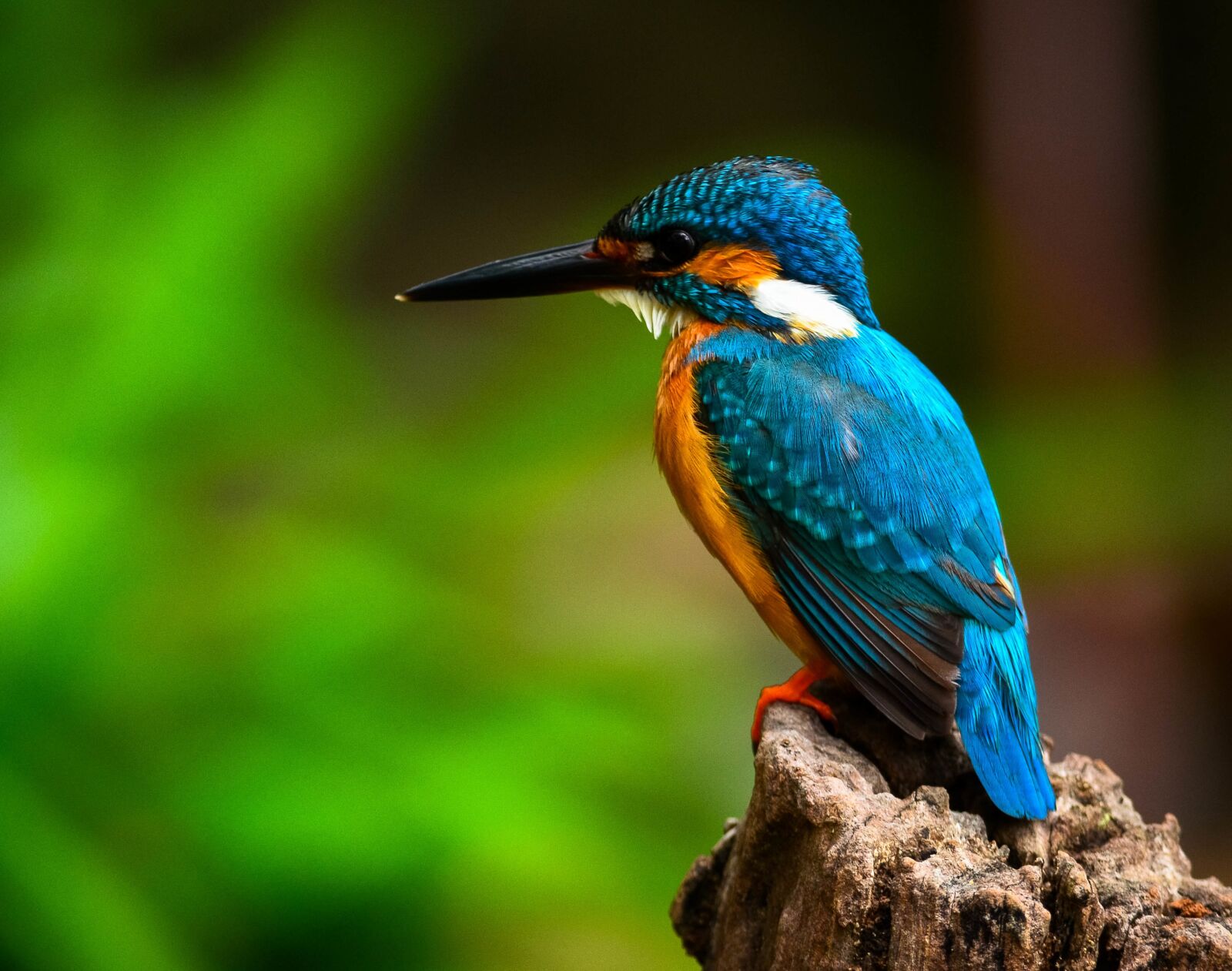 Nikon D5100 sample photo. Kingfisher, bird, blue photography