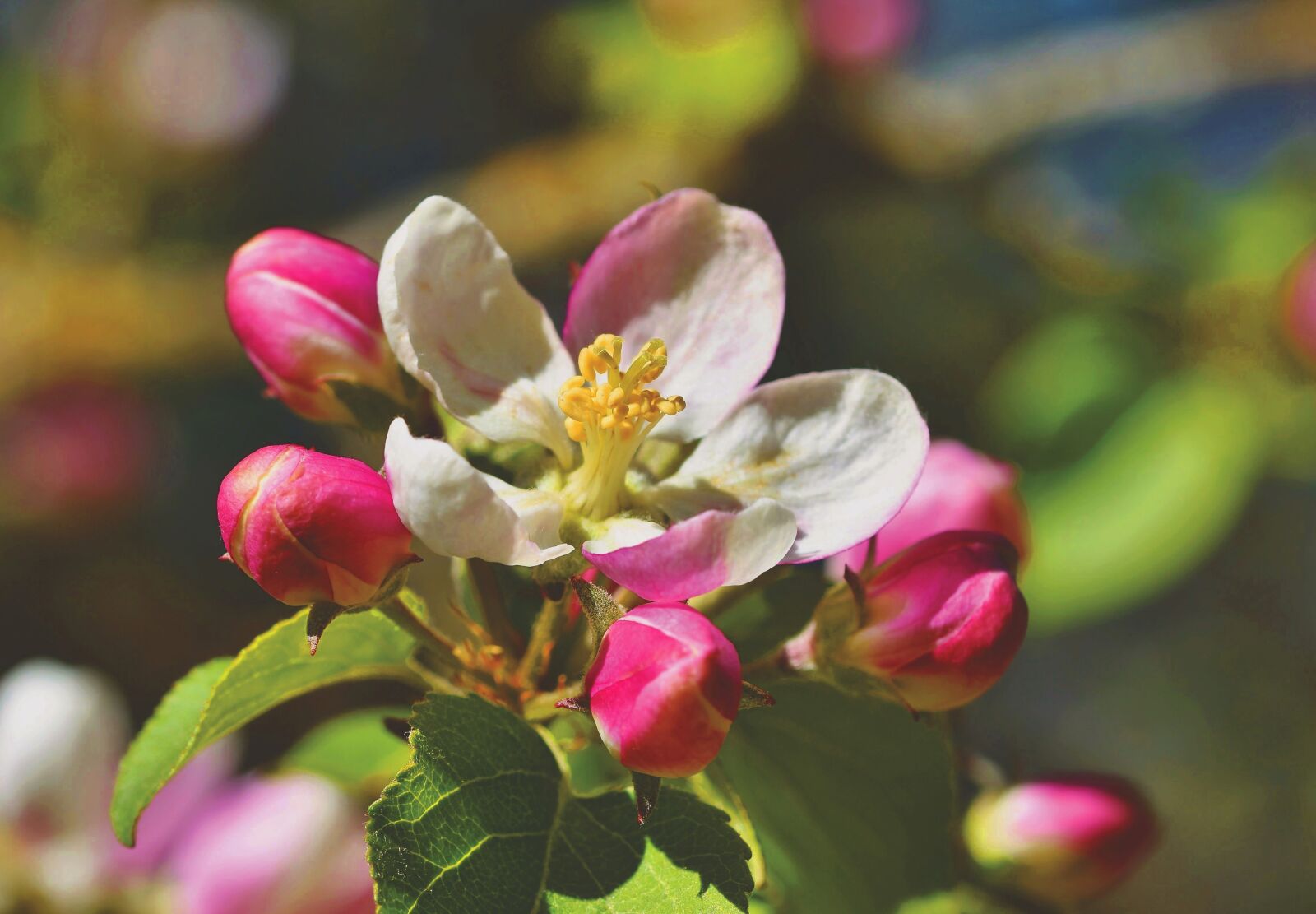 Nikon D7200 sample photo. Apple blossoms, apple tree photography