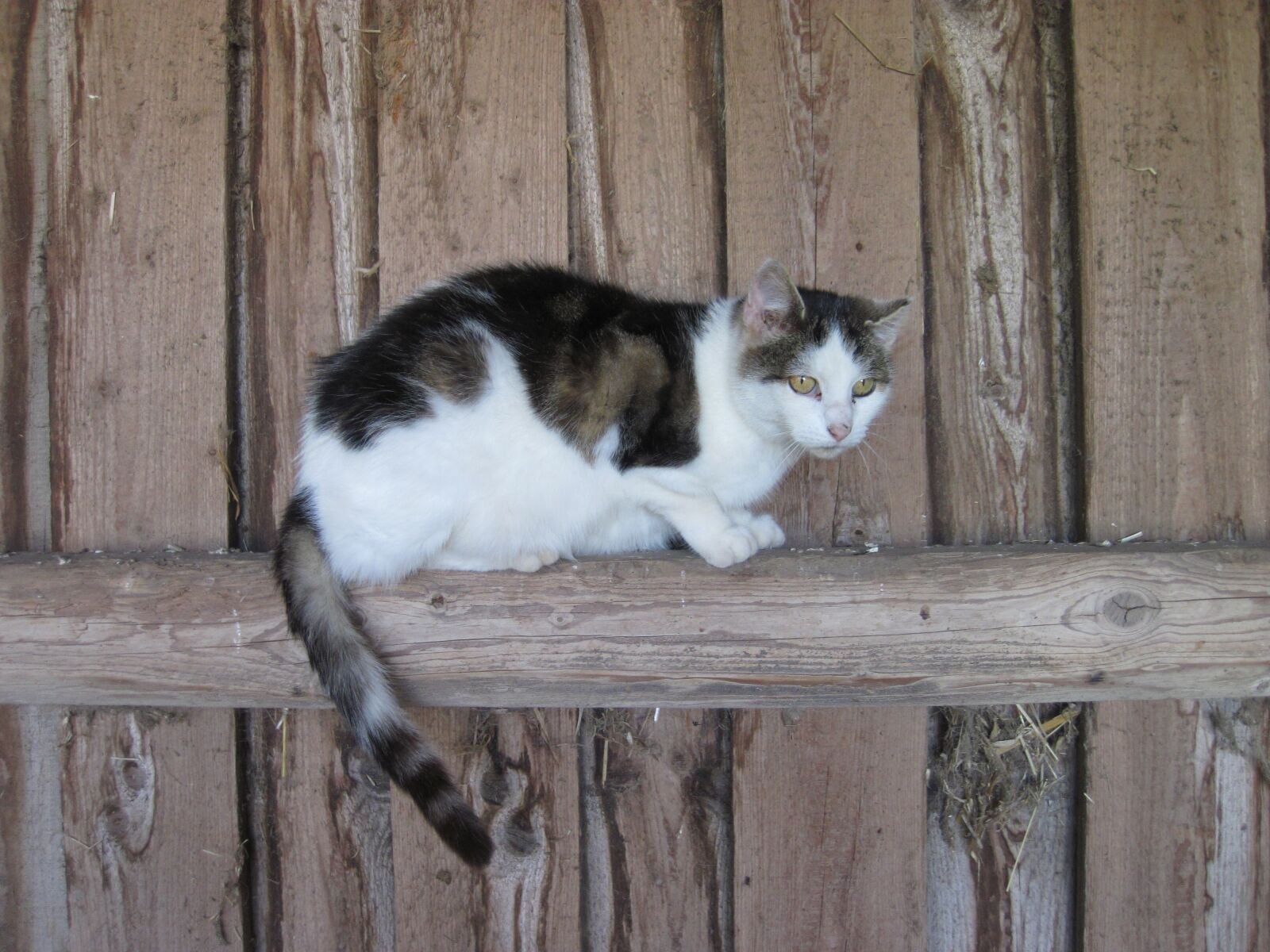 Canon PowerShot D10 sample photo. Cat, wood, stall photography